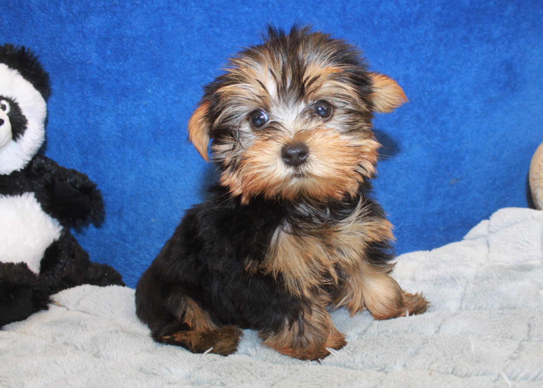 Yorkshire Terrier Puppies For Sale - Long Island Puppies