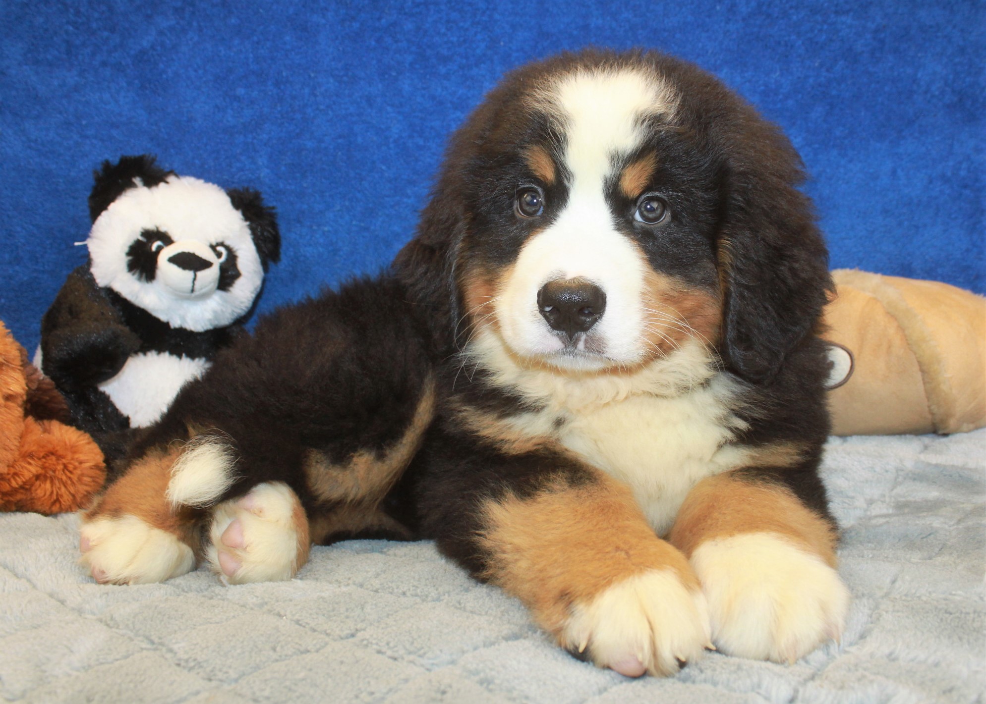 Bernese Mountain Dog Puppies For Sale - Long Island Puppies