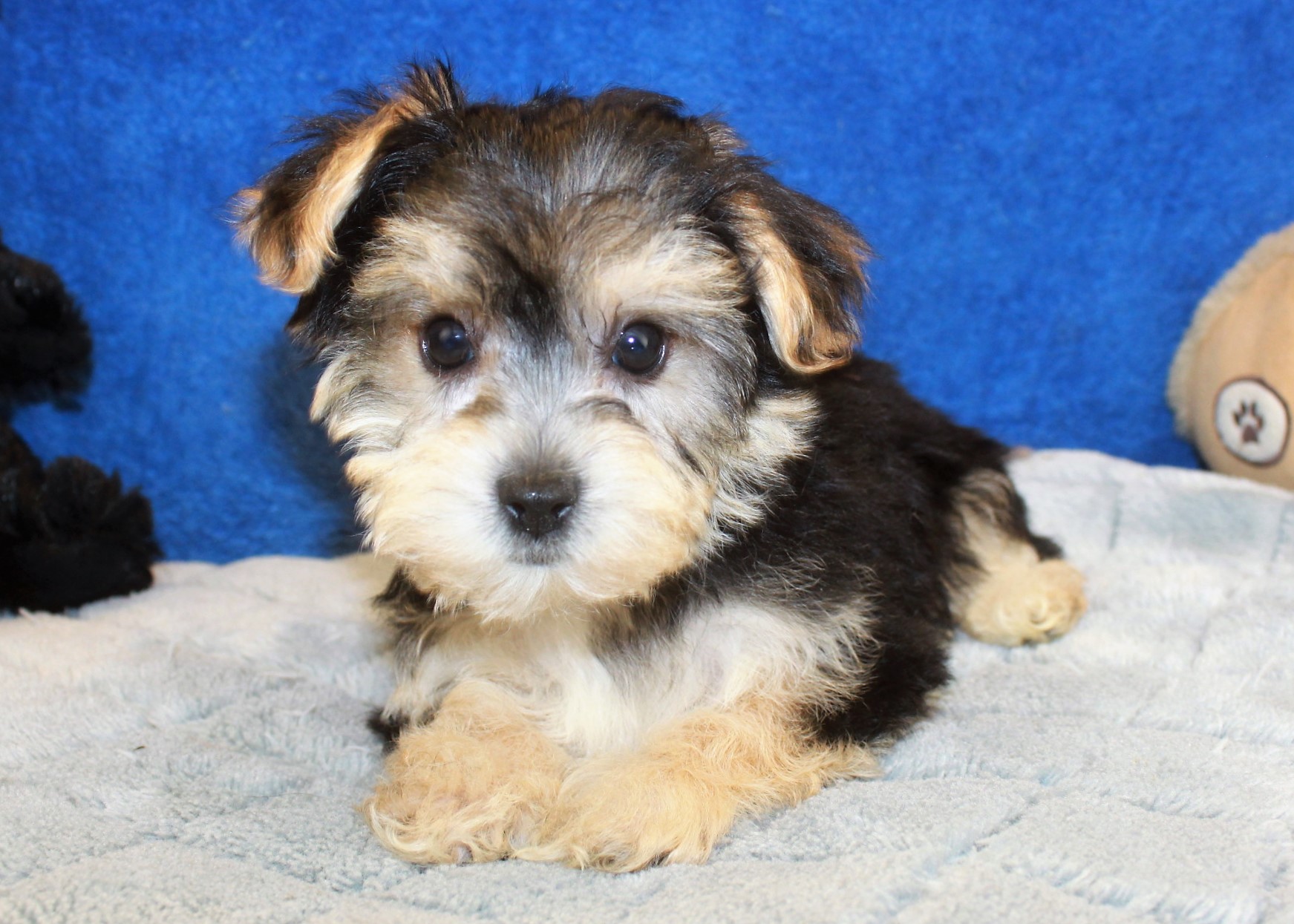 Yo-Chon Puppies For Sale - Long Island Puppies