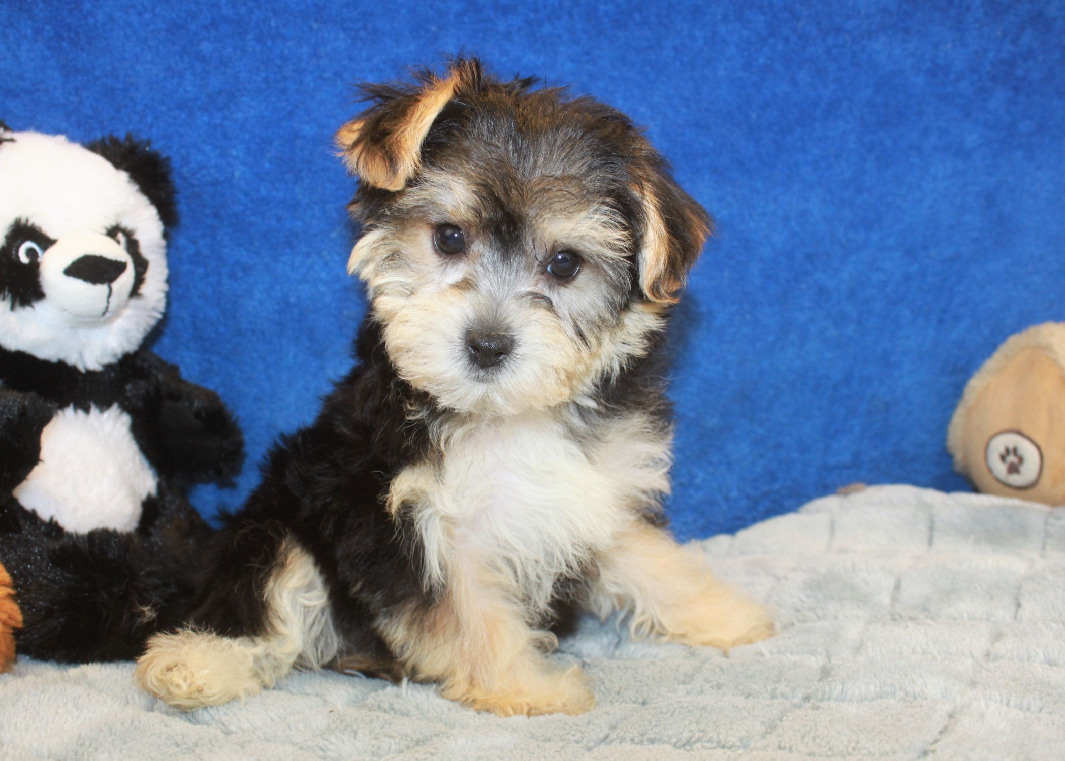 Yo-chon Puppies For Sale - Long Island Puppies