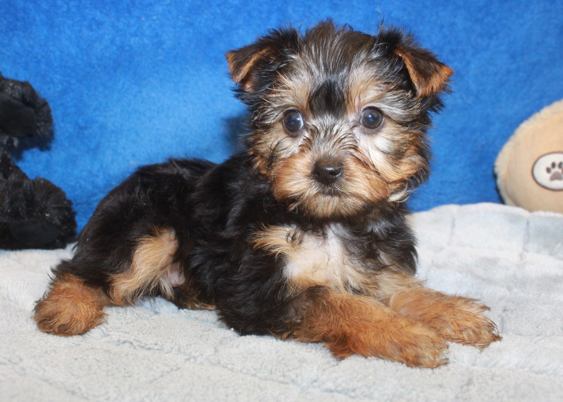 Yorkshire Terrier Puppies For Sale - Long Island Puppies