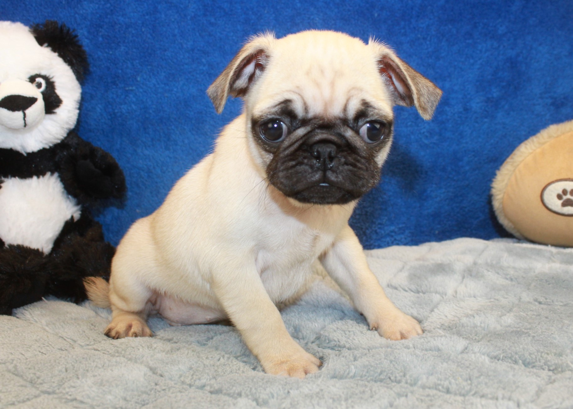 Pug Puppies For Sale - Long Island Puppies