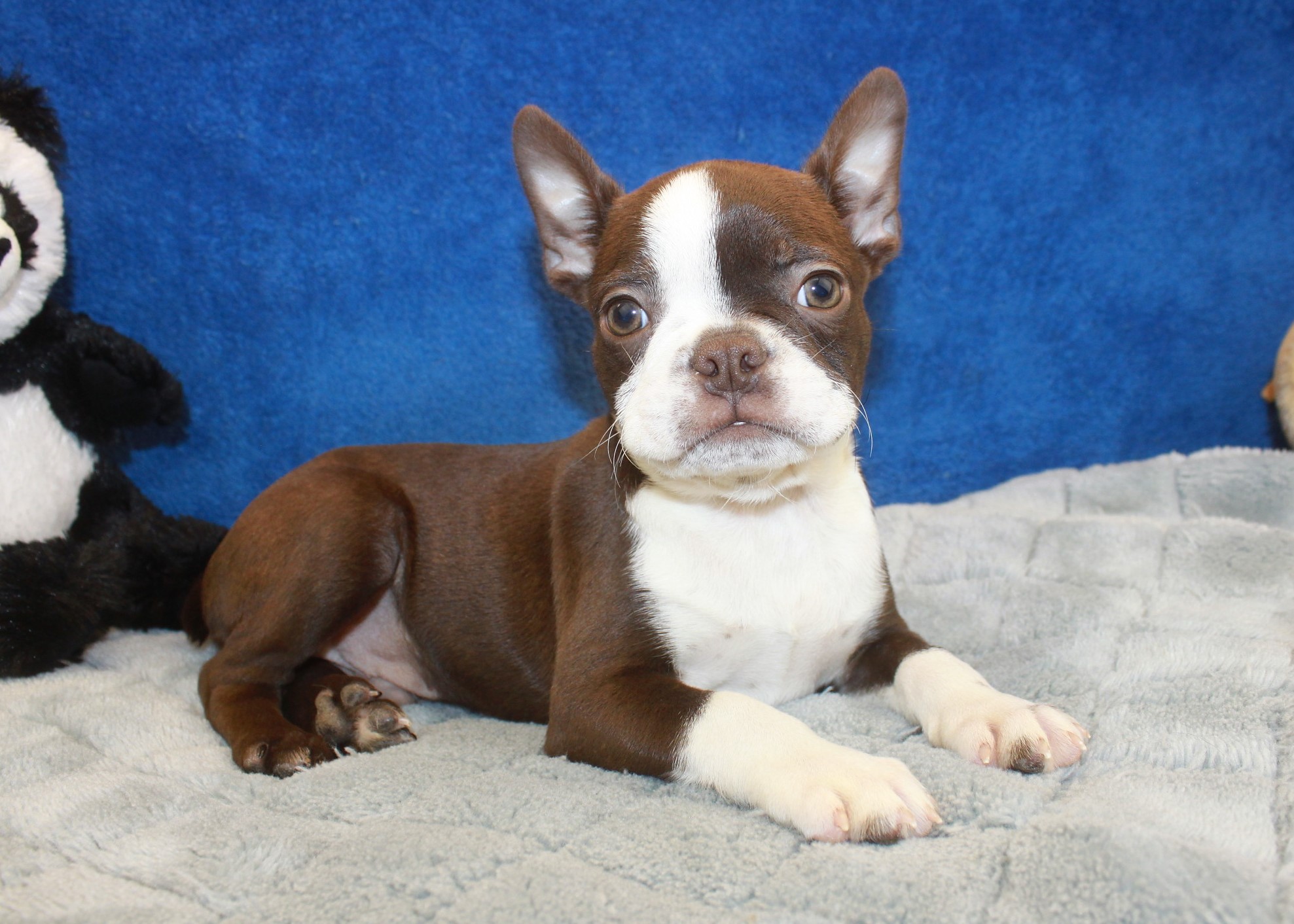 Boston Terrier Puppies For Sale - Photos All Recommendation