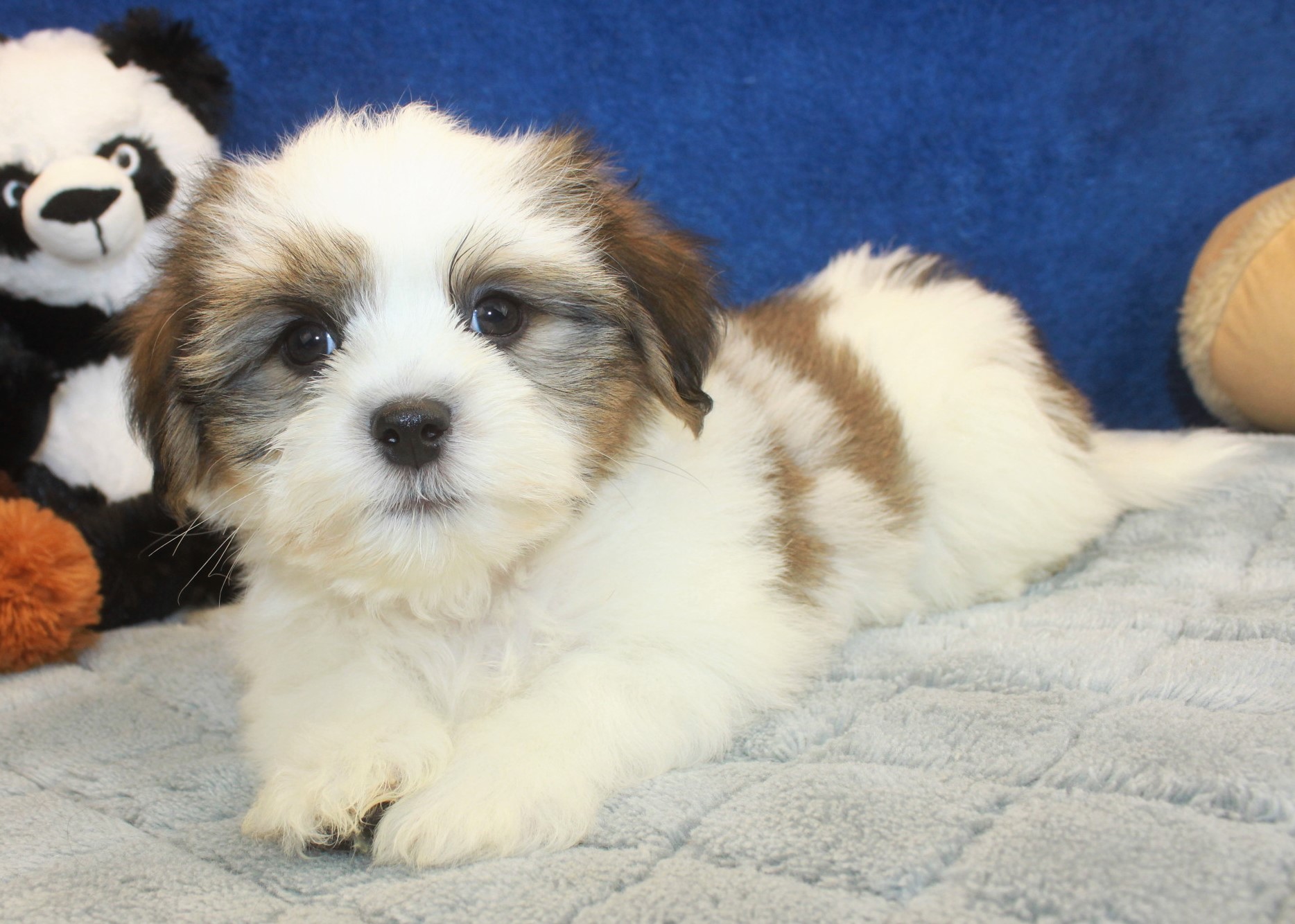 Teddy Bear Puppies For Sale - Long Island Puppies