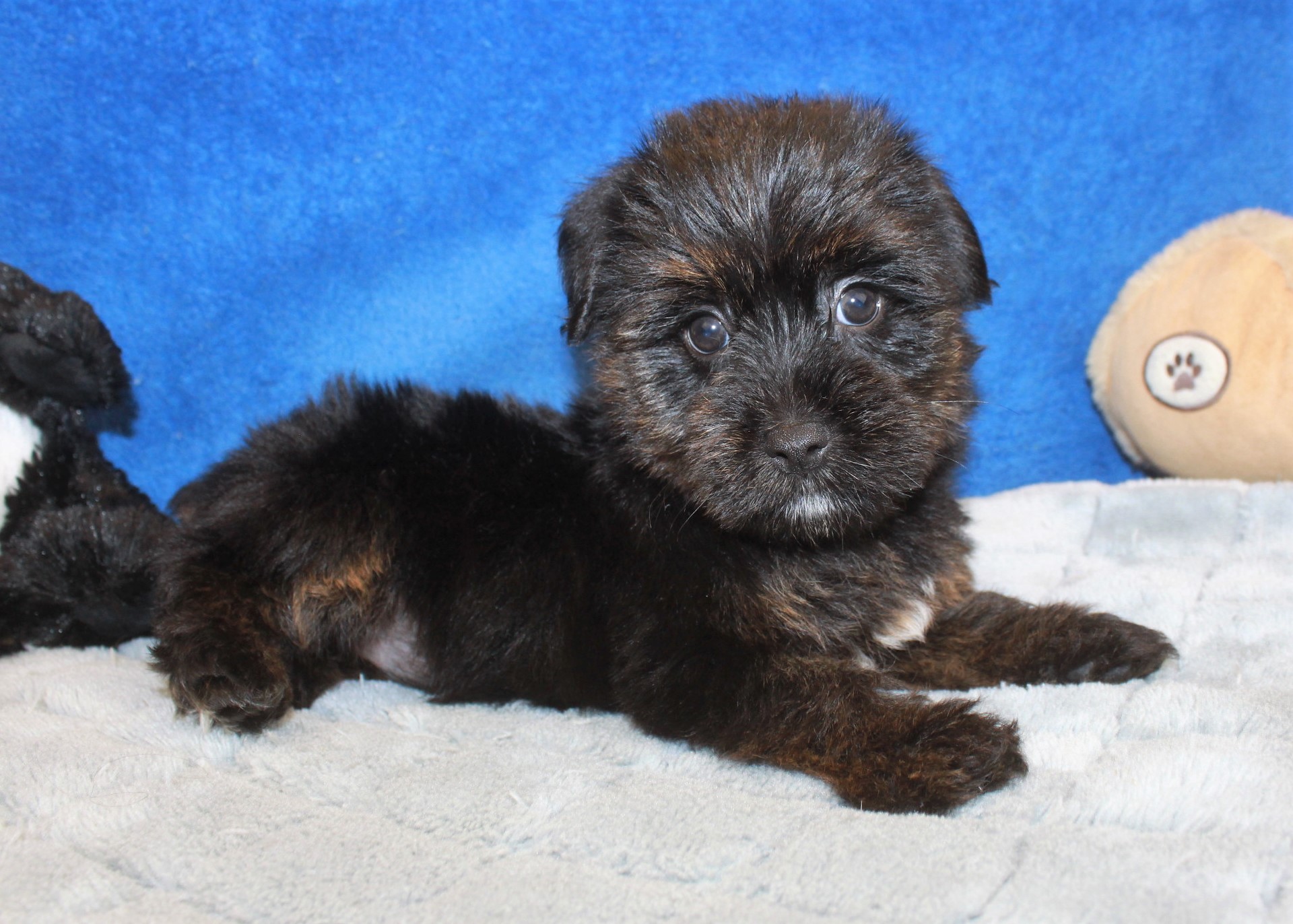 Yorkie-Poo Puppies For Sale - Long Island Puppies