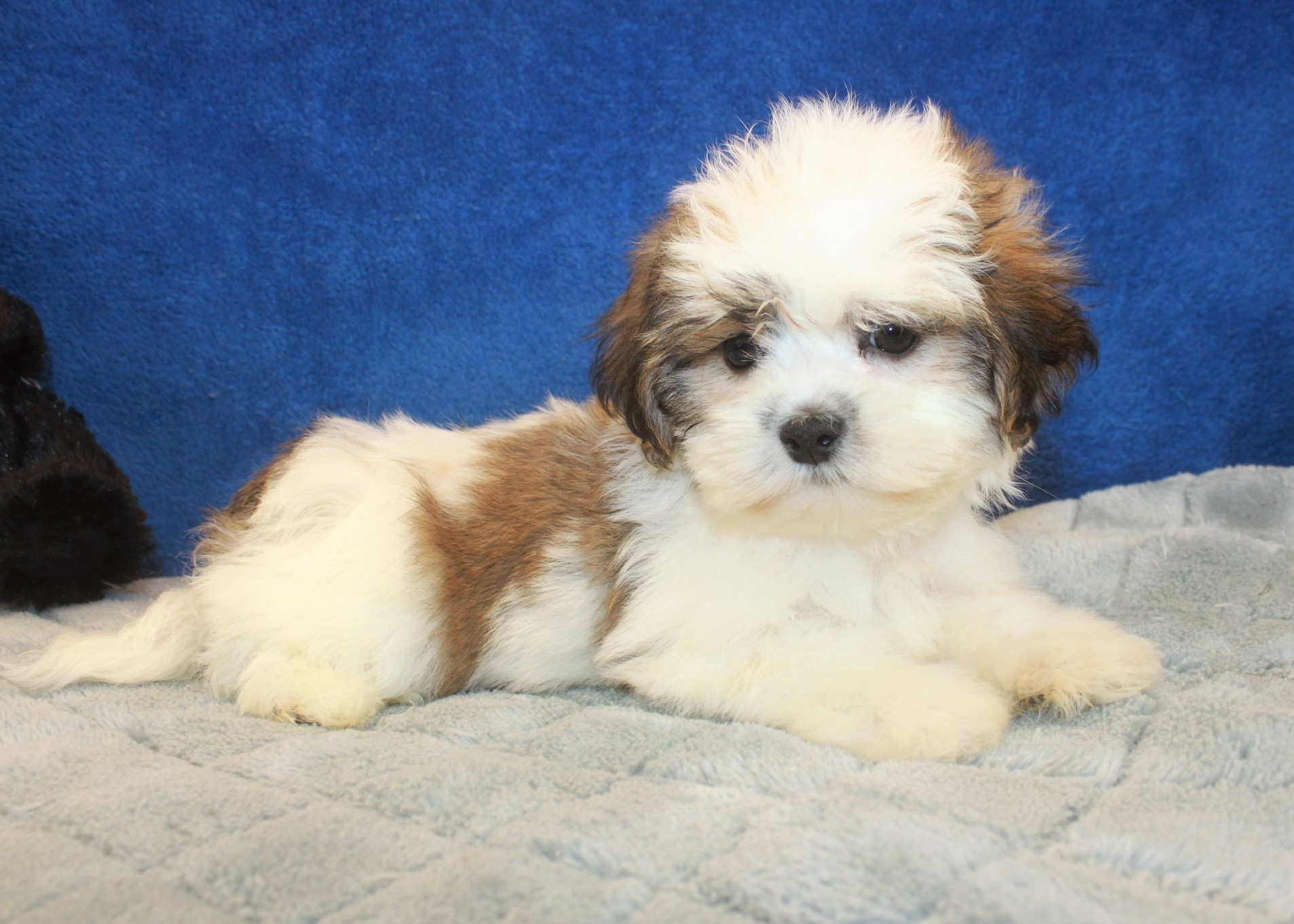 Teddy Bear Puppies For Sale - Long Island Puppies