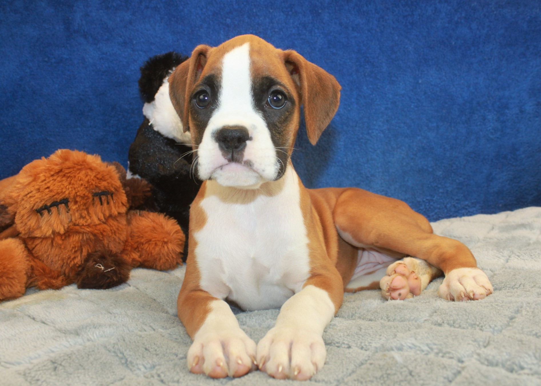 Boxer Puppies For Sale Long Island Puppies