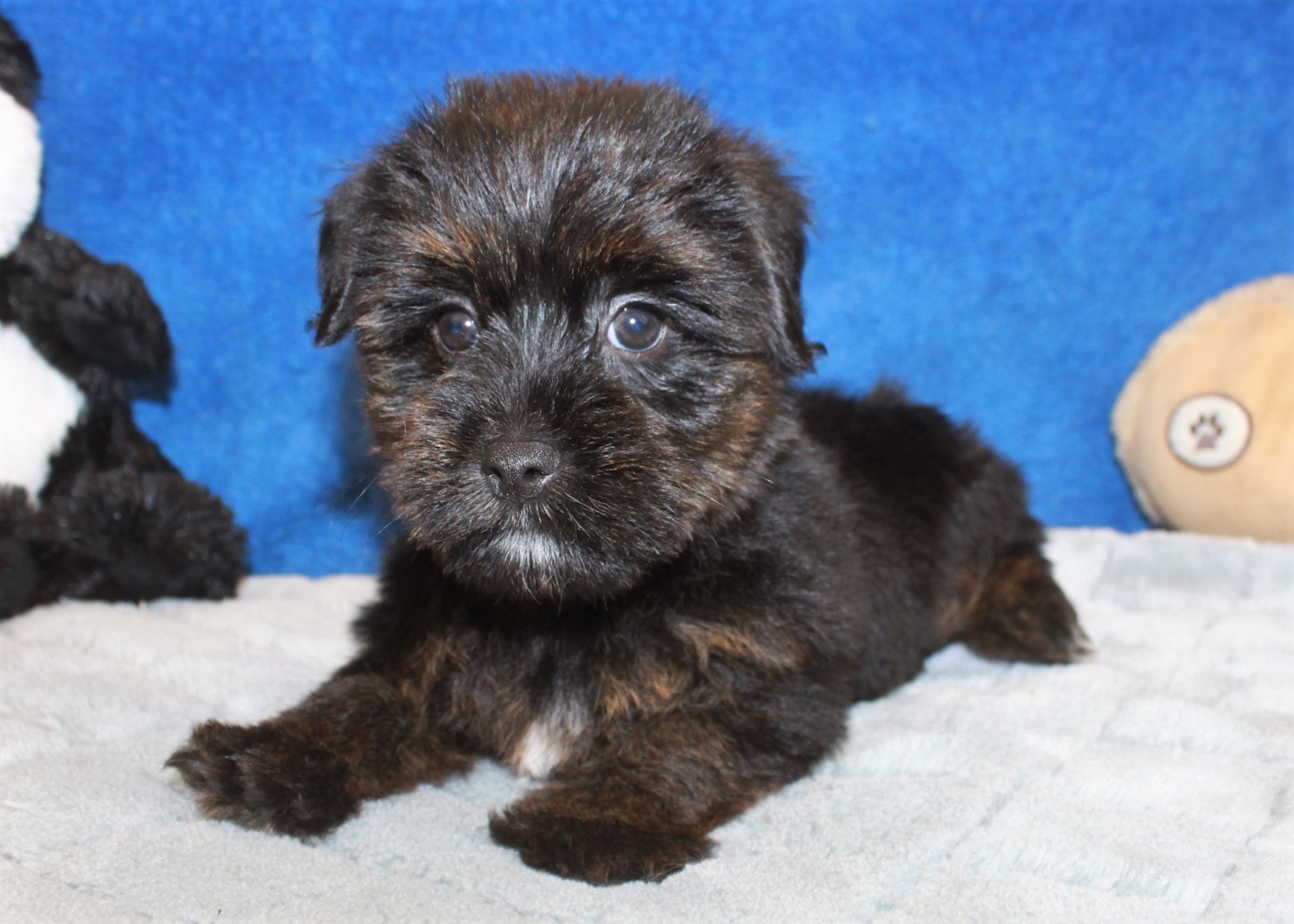 Yorkie-Poo Puppies For Sale - Long Island Puppies