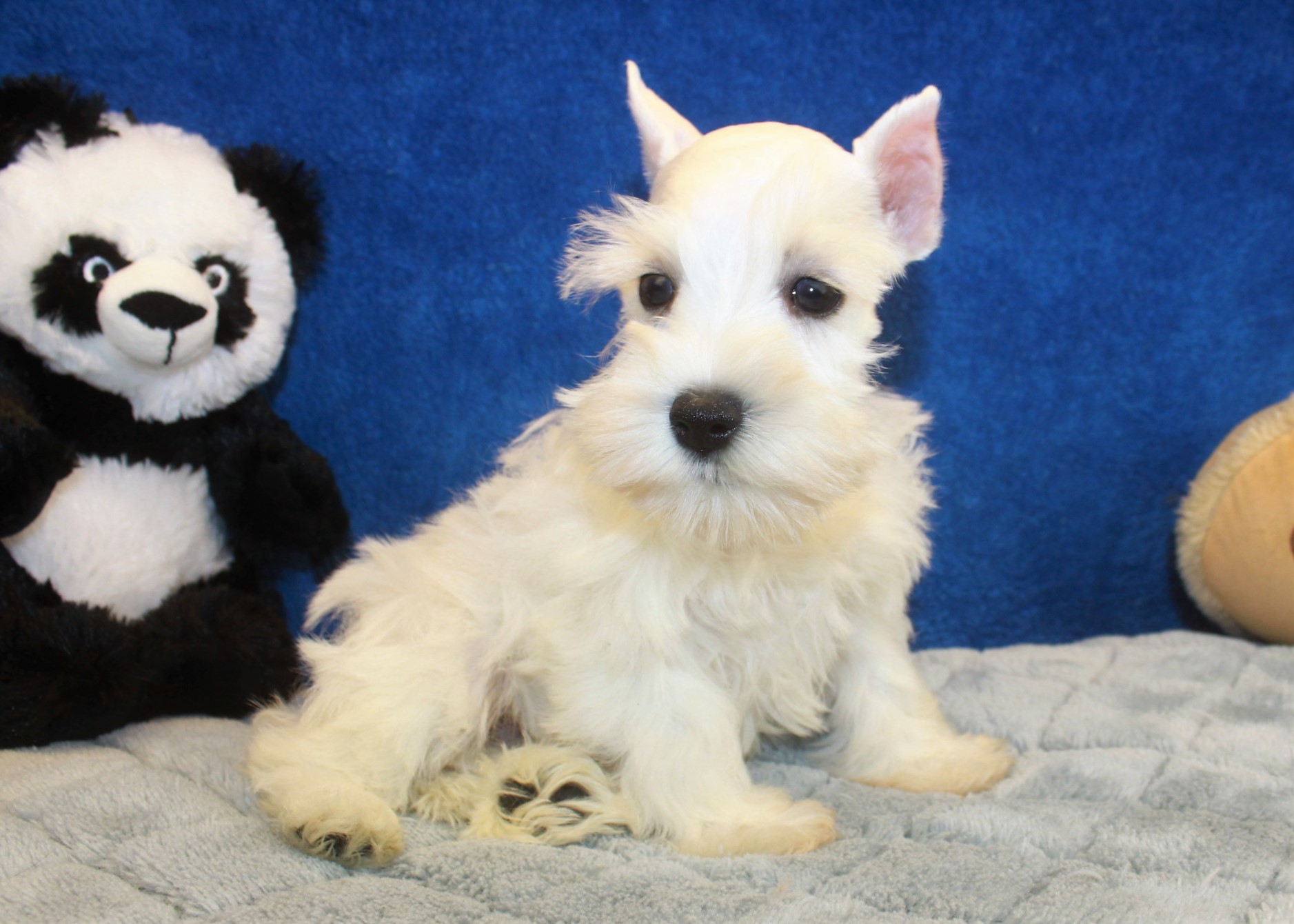 Miniature Schnauzer Puppies For Sale - Long Island Puppies