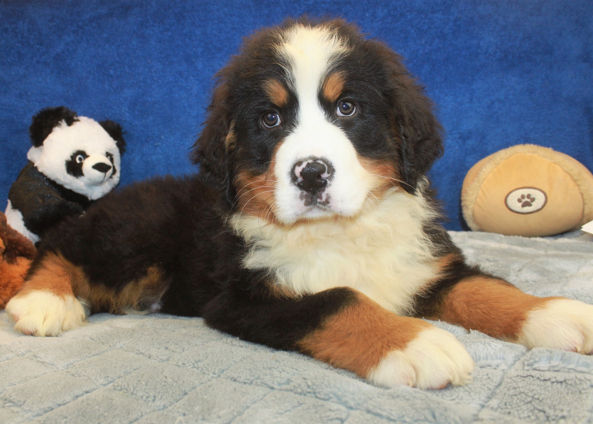 Bernese Mountain Dog Puppies For Sale - Long Island Puppies