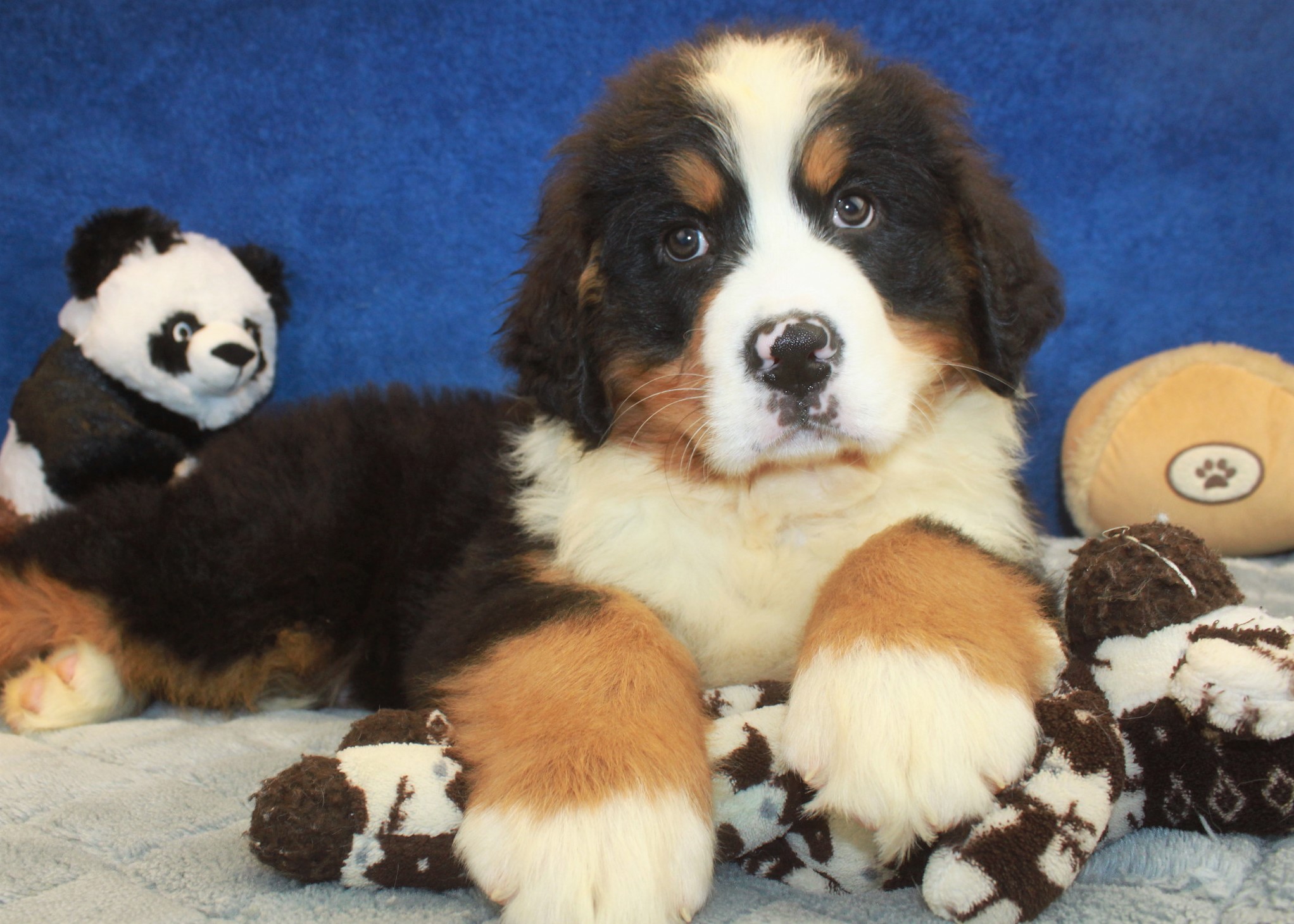 Bernese Mountain Dog Puppies For Sale - Long Island Puppies