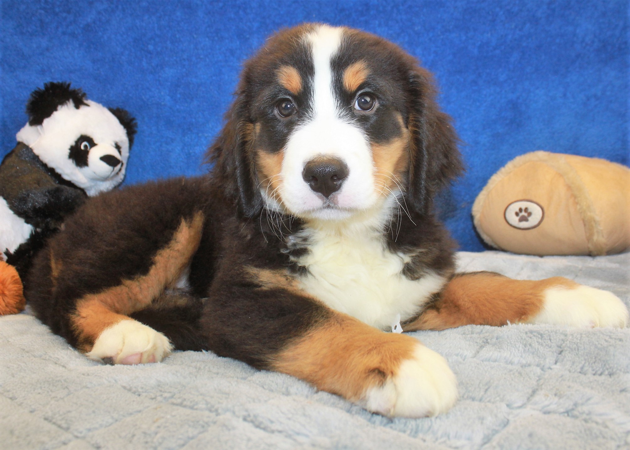 Bernese Mountain Dog Puppies For Sale - Long Island Puppies