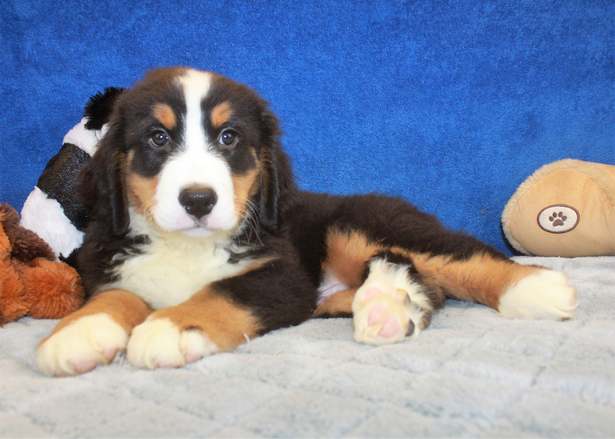 Bernese Mountain Dog Puppies For Sale - Long Island Puppies