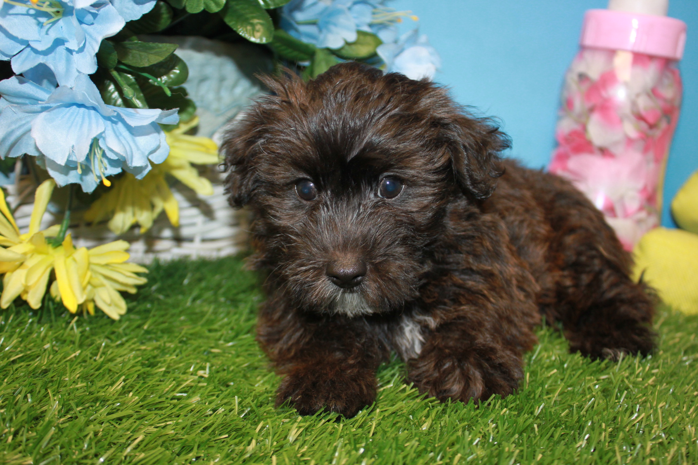 Yorkie-Poo Puppies For Sale - Long Island Puppies