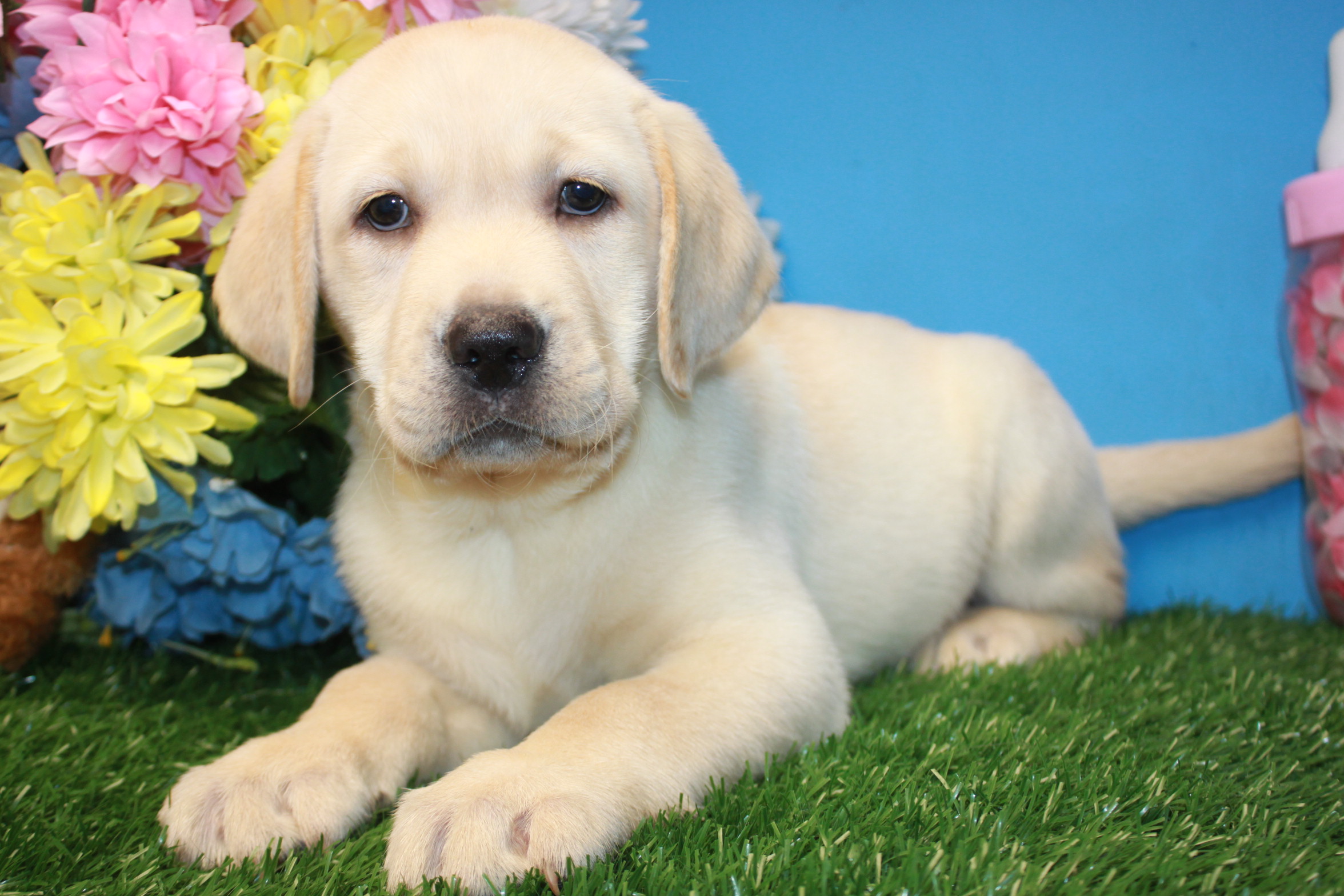 Labrador Retriever Puppies For Sale - Long Island Puppies