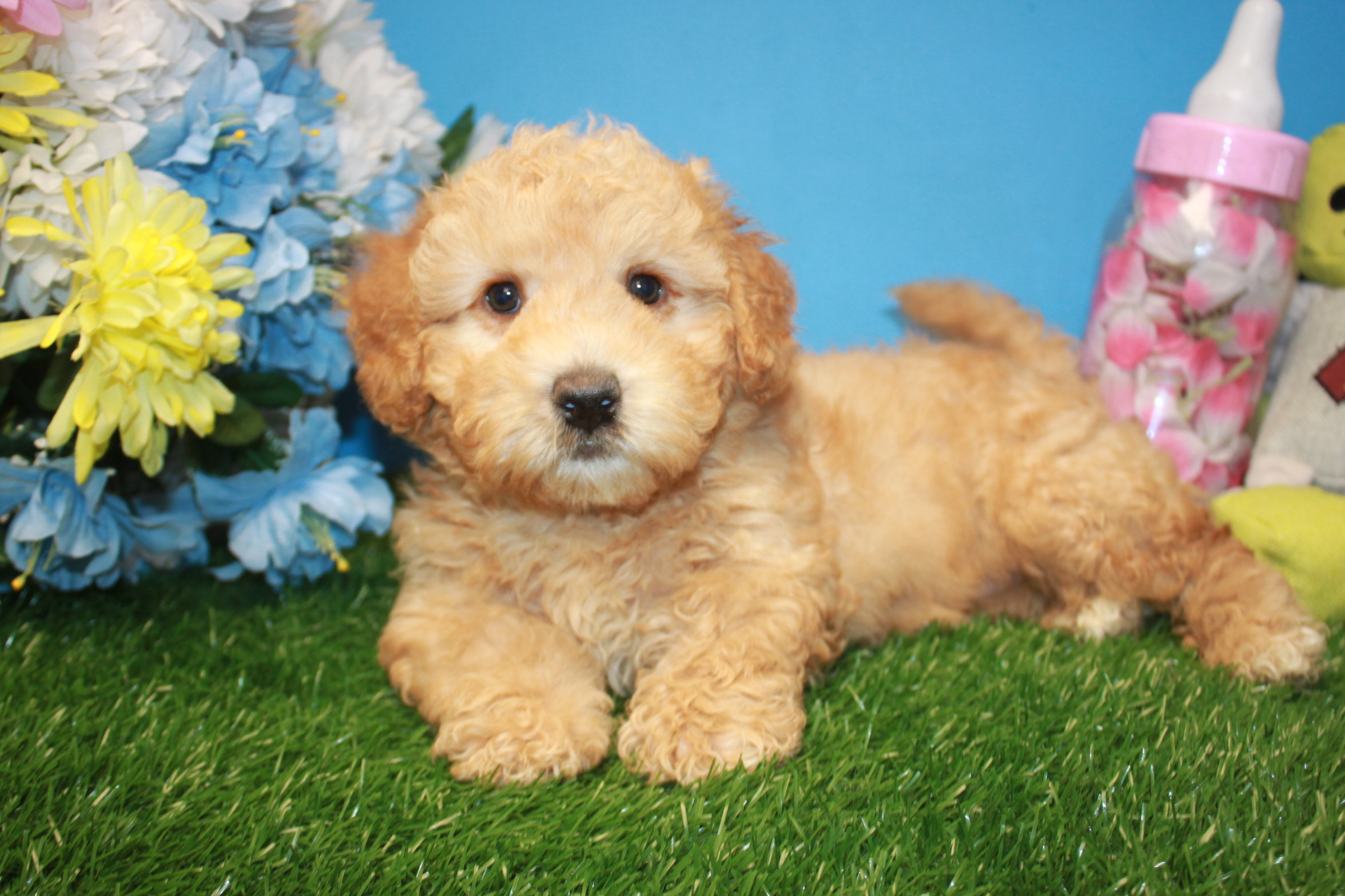 Mini Woodle Puppies For Sale - Long Island Puppies