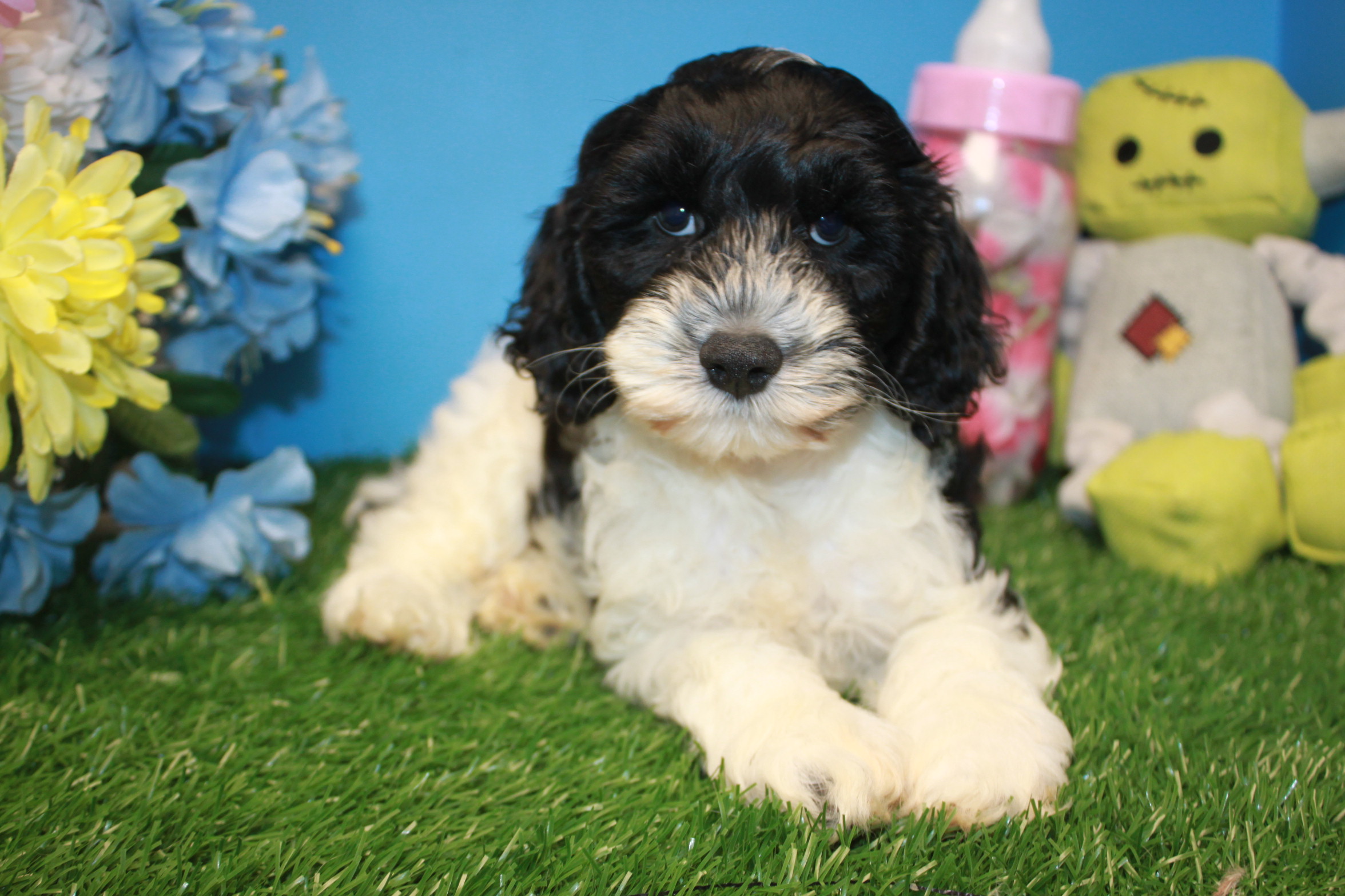 Cock-a-poo Puppies For Sale - Long Island Puppies