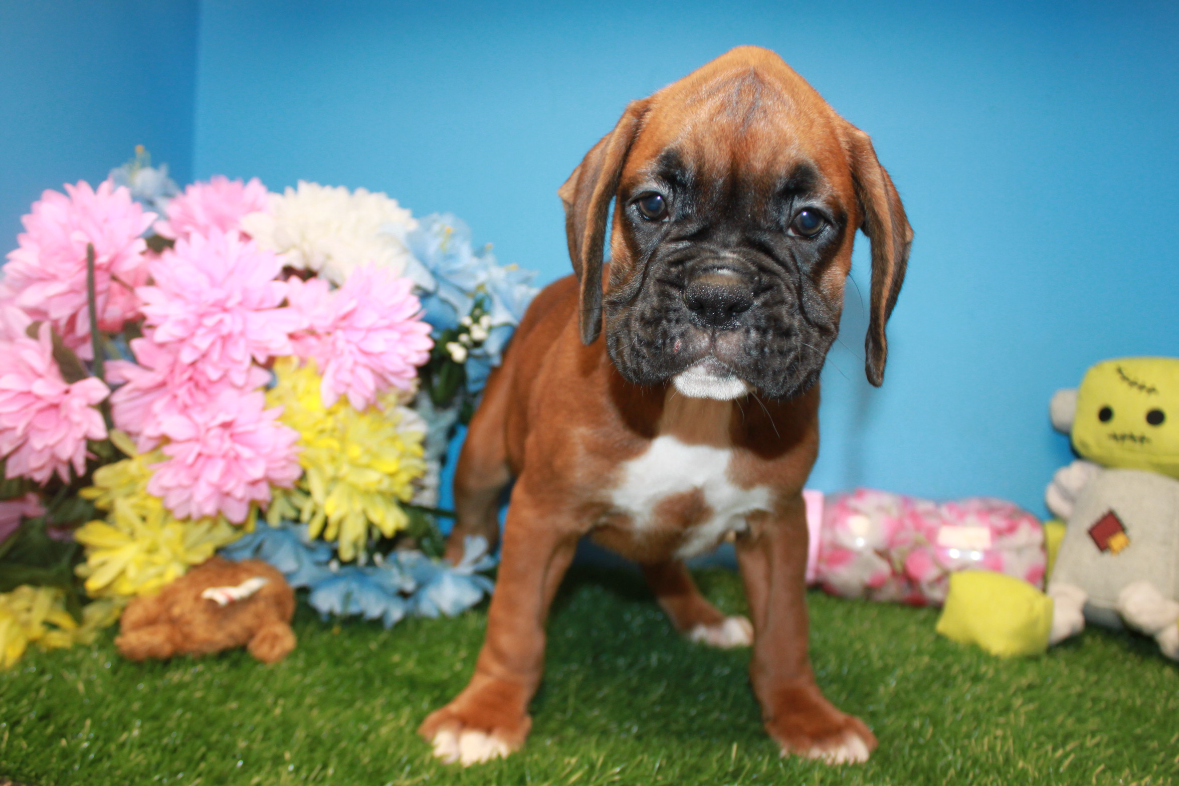 Boxer Puppies For Sale Long Island Puppies