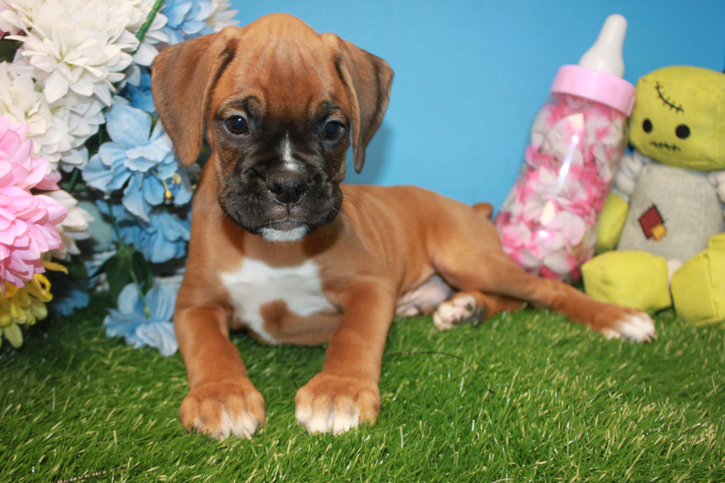 Boxer Puppies For Sale - Long Island Puppies