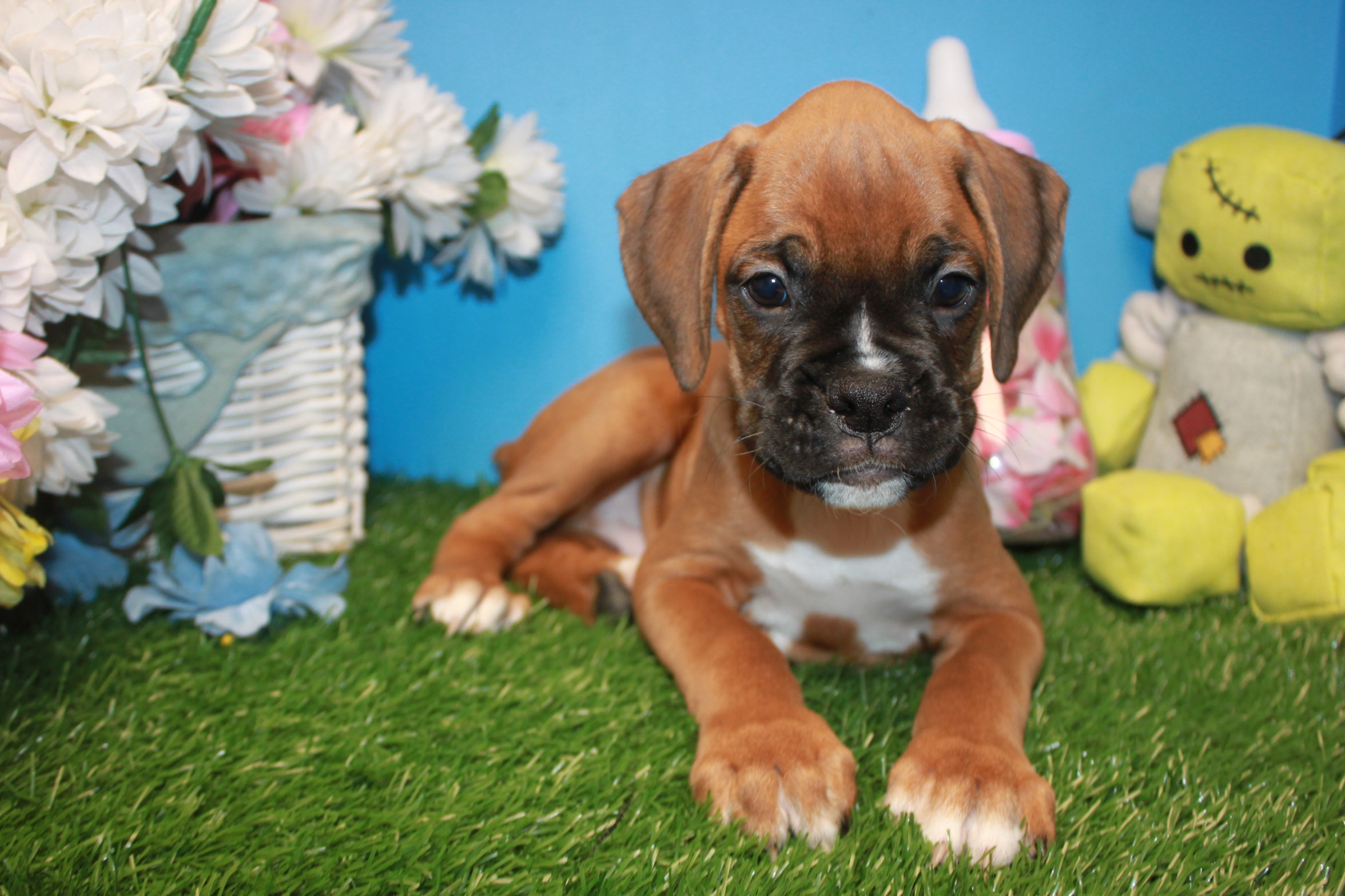 Boxer Puppies For Sale Long Island Puppies