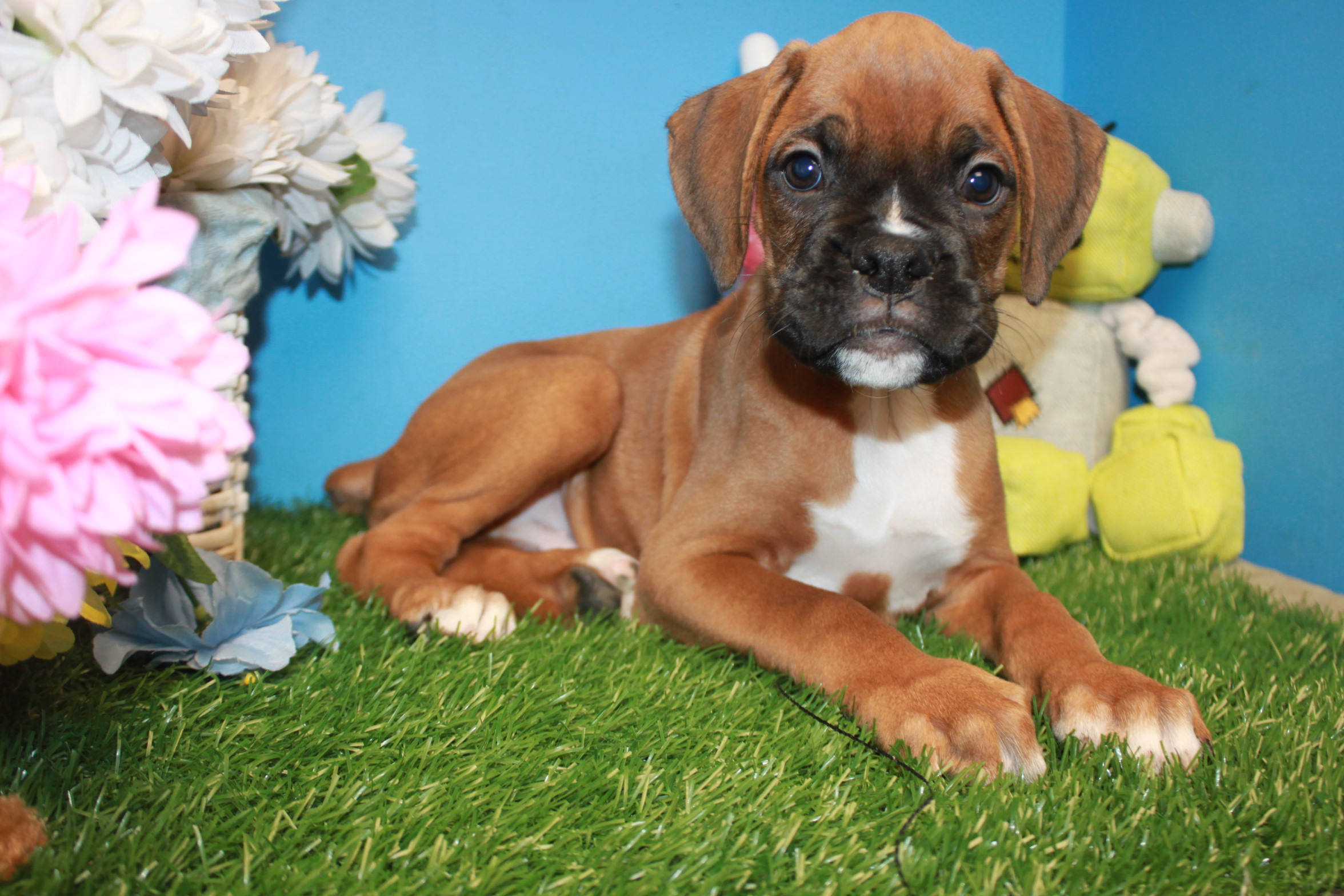 Boxer Puppies For Sale Long Island Puppies