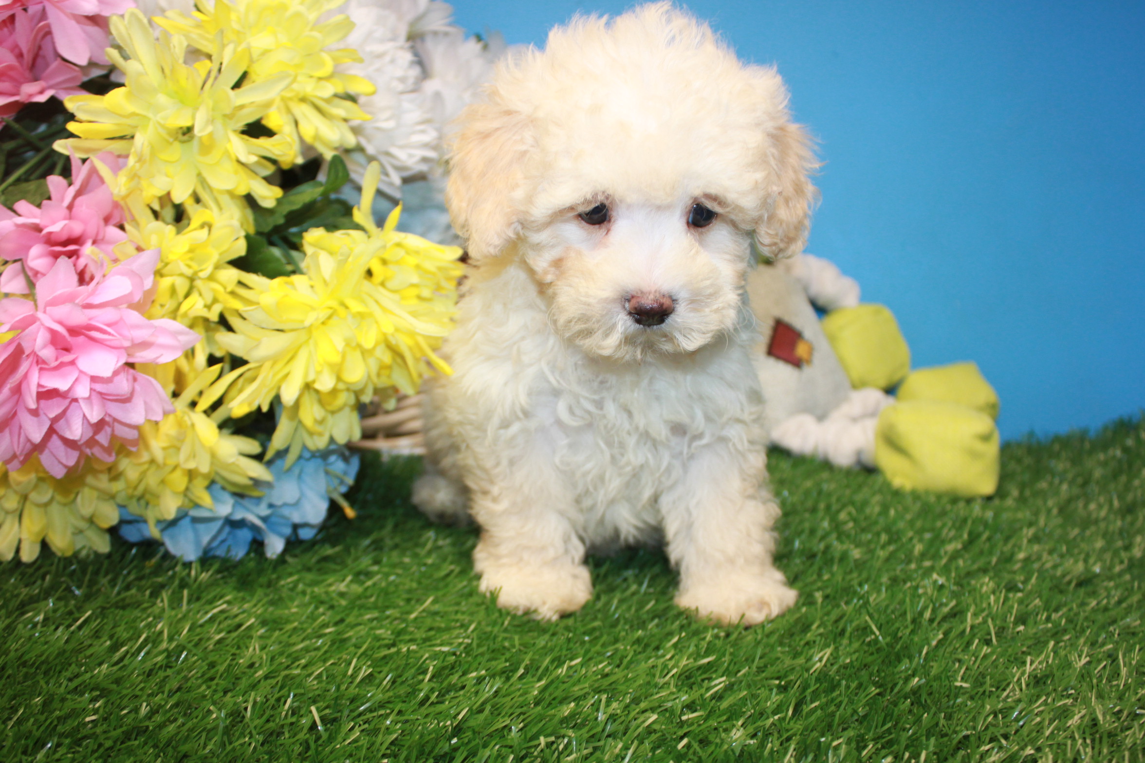 Poodle Puppies For Sale - Long Island Puppies