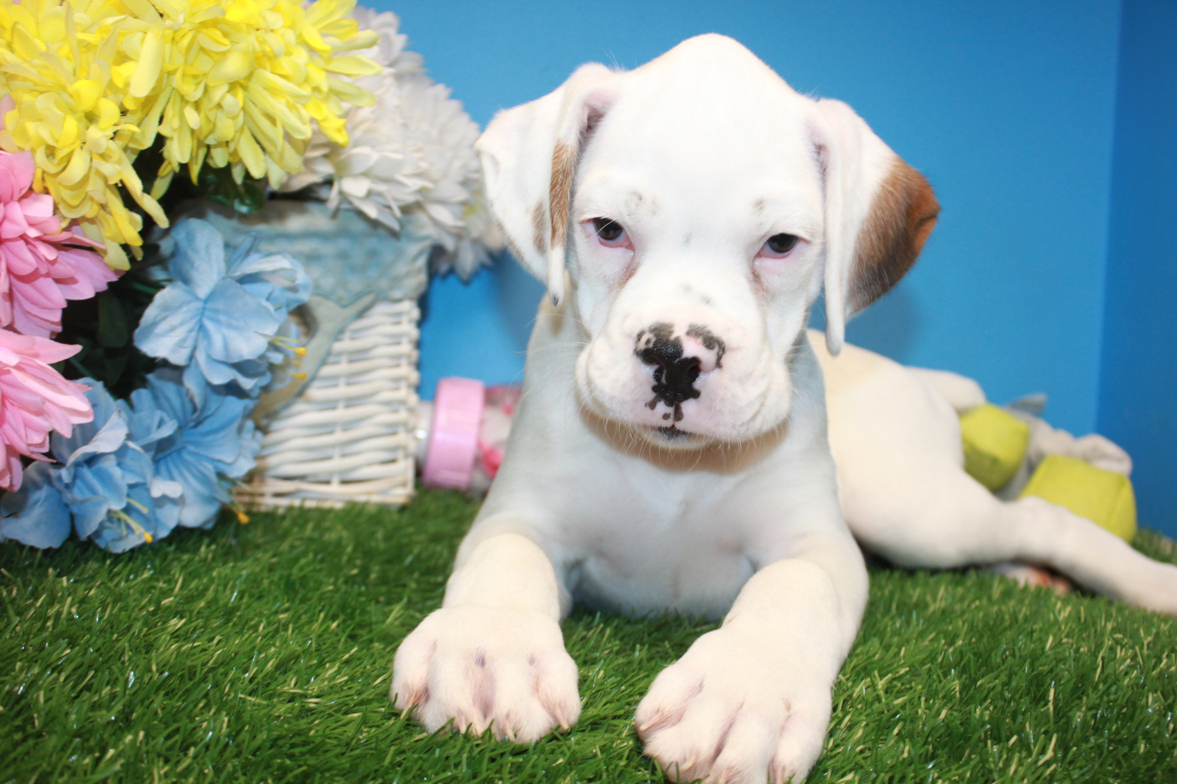 Lynbrook Available Puppies Long Island Puppies