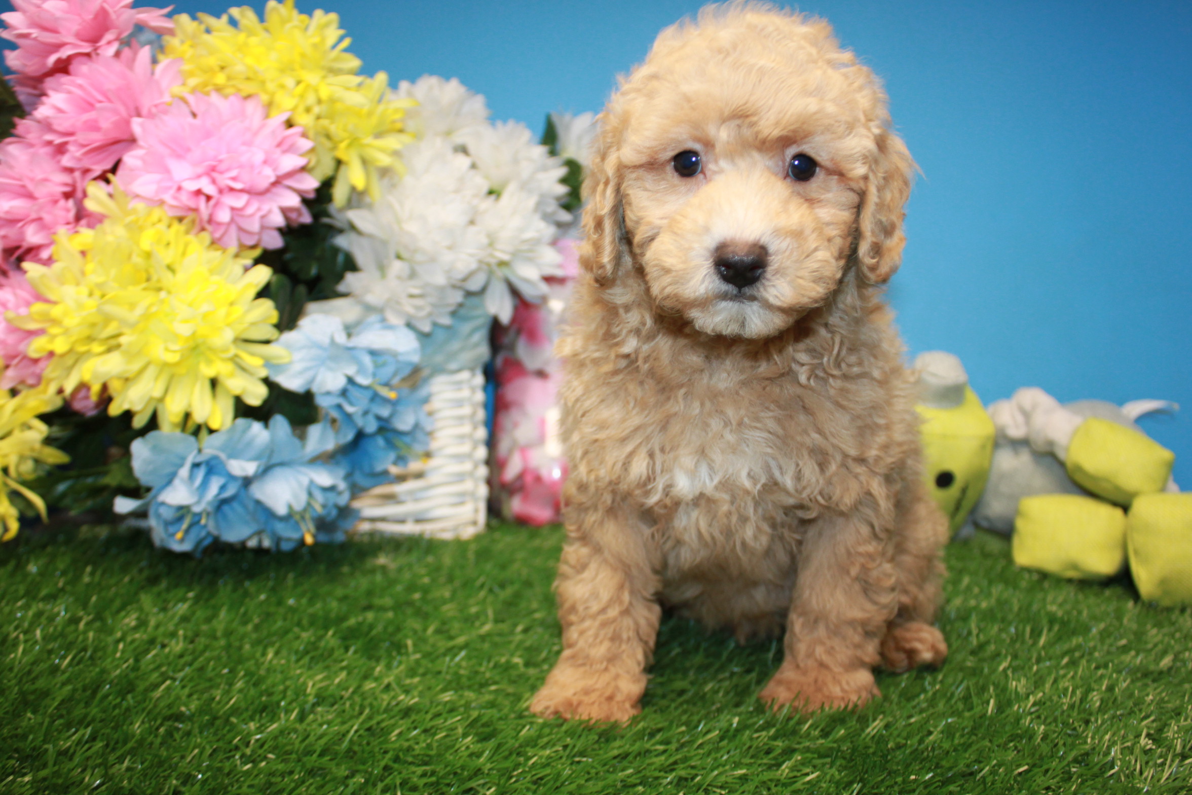 Poodle Puppies For Sale - Long Island Puppies