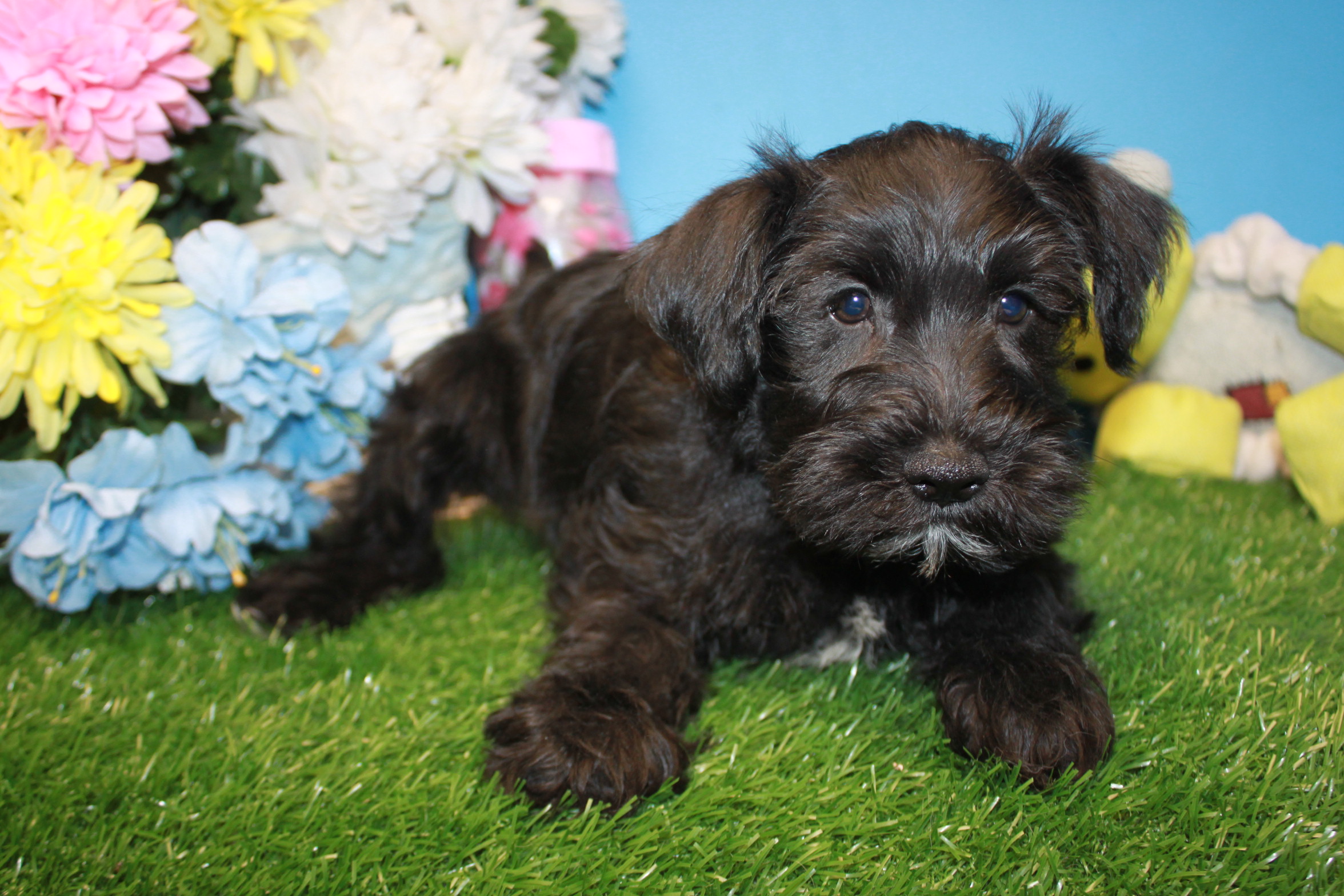 Miniature Schnauzer Puppies For Sale - Long Island Puppies