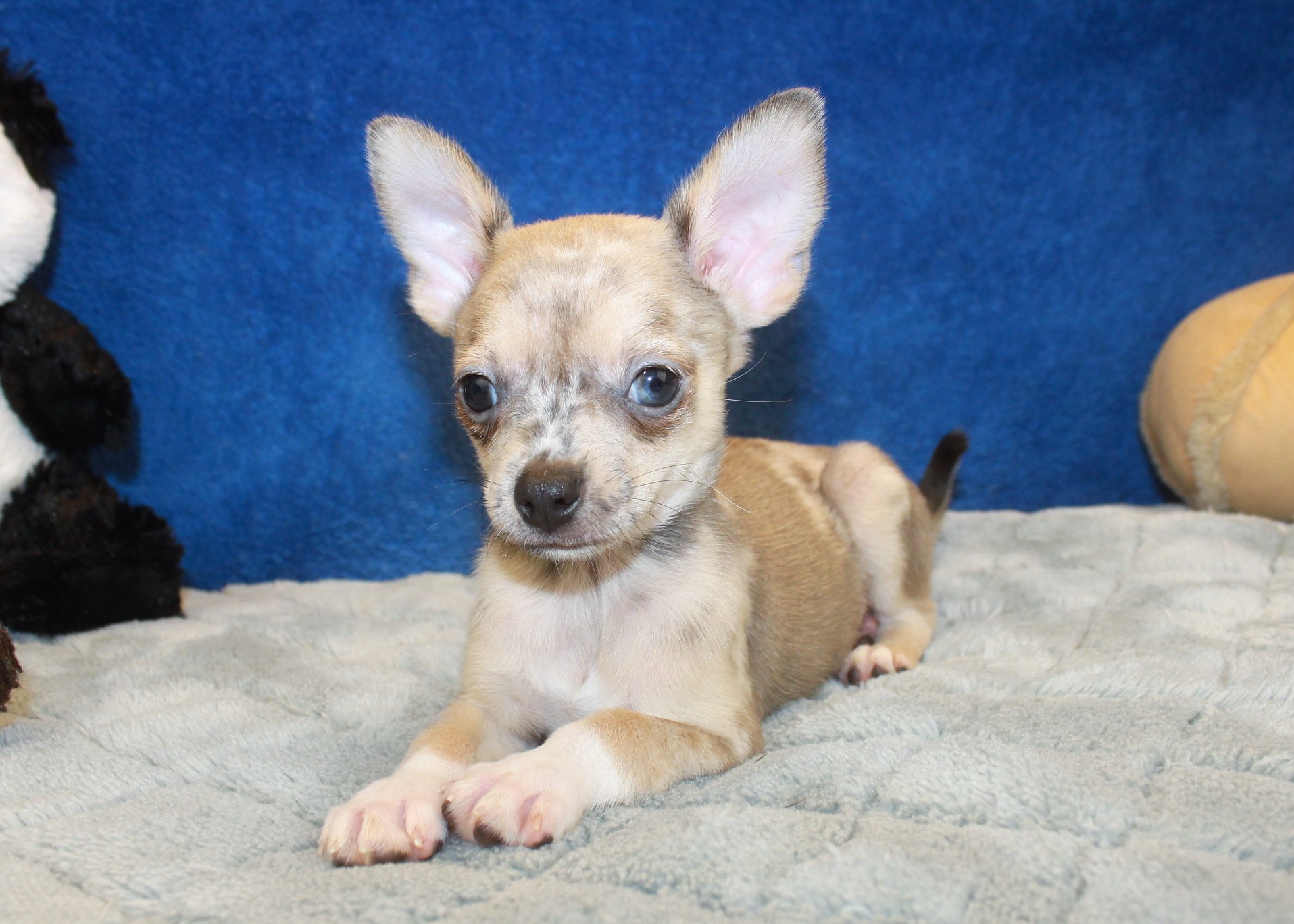 Chihuahua Puppies For Sale - Long Island Puppies