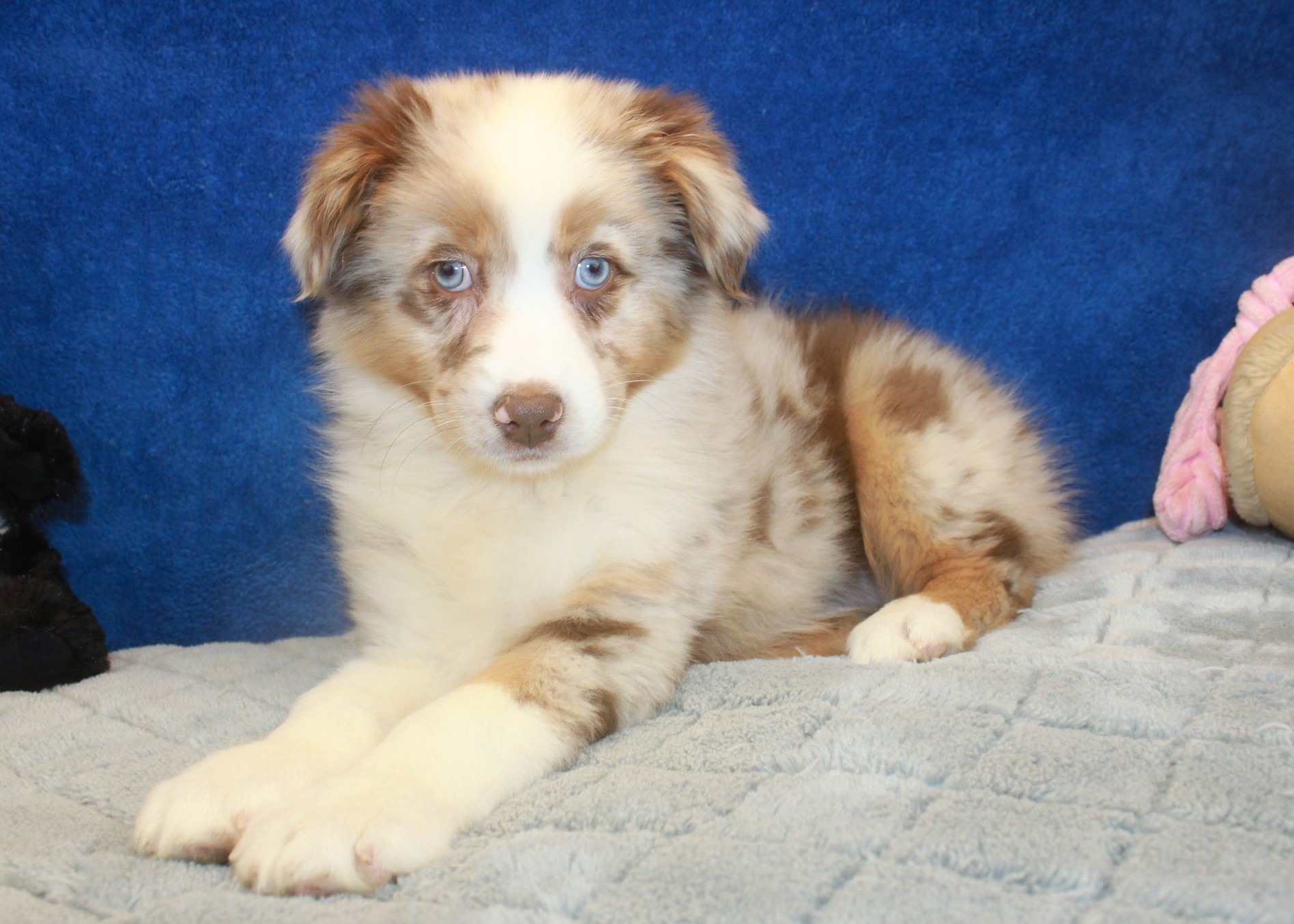 Australian Shepherd Puppies For Sale - Long Island Puppies