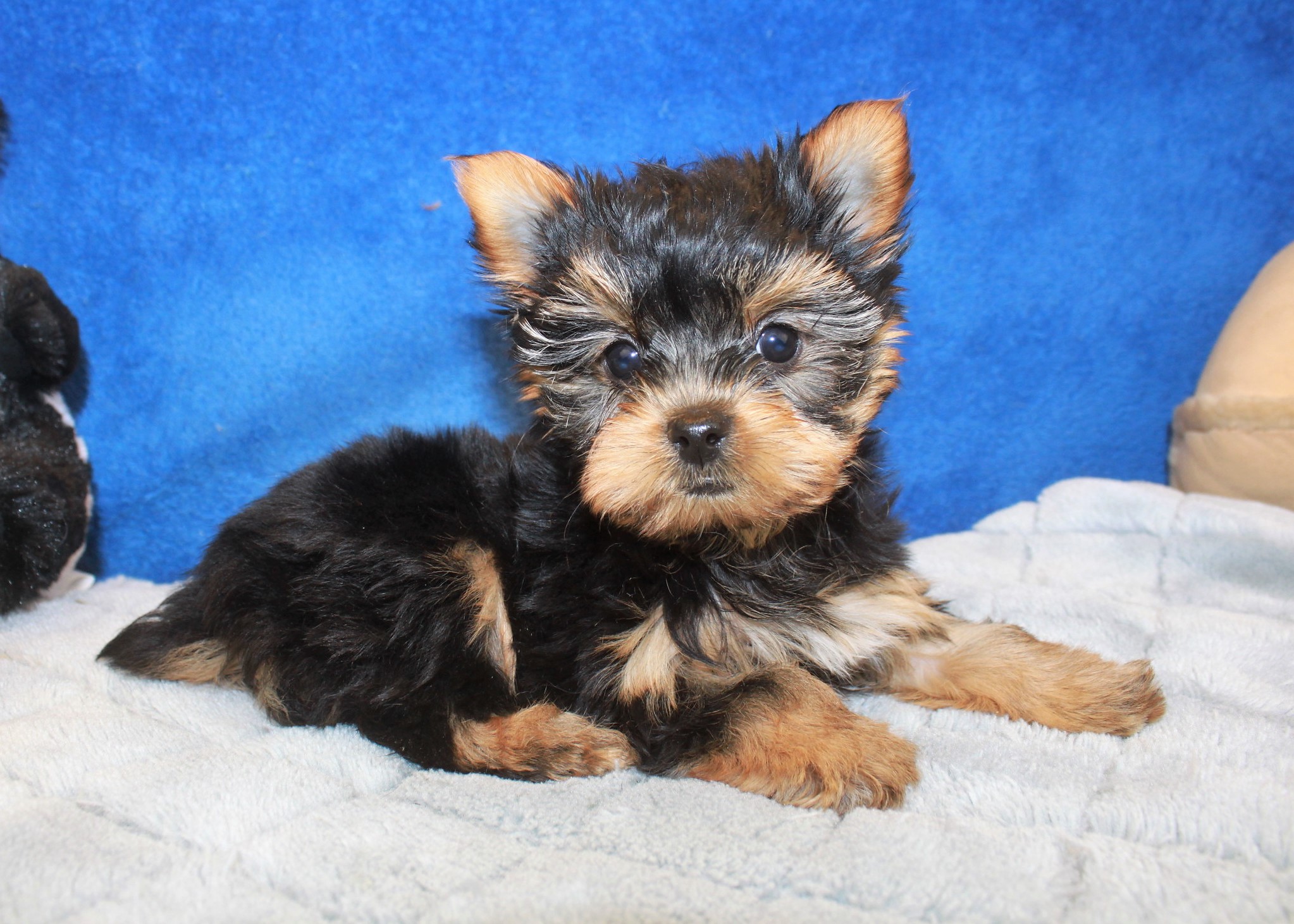 Yorkshire Terrier Puppies For Sale - Long Island Puppies