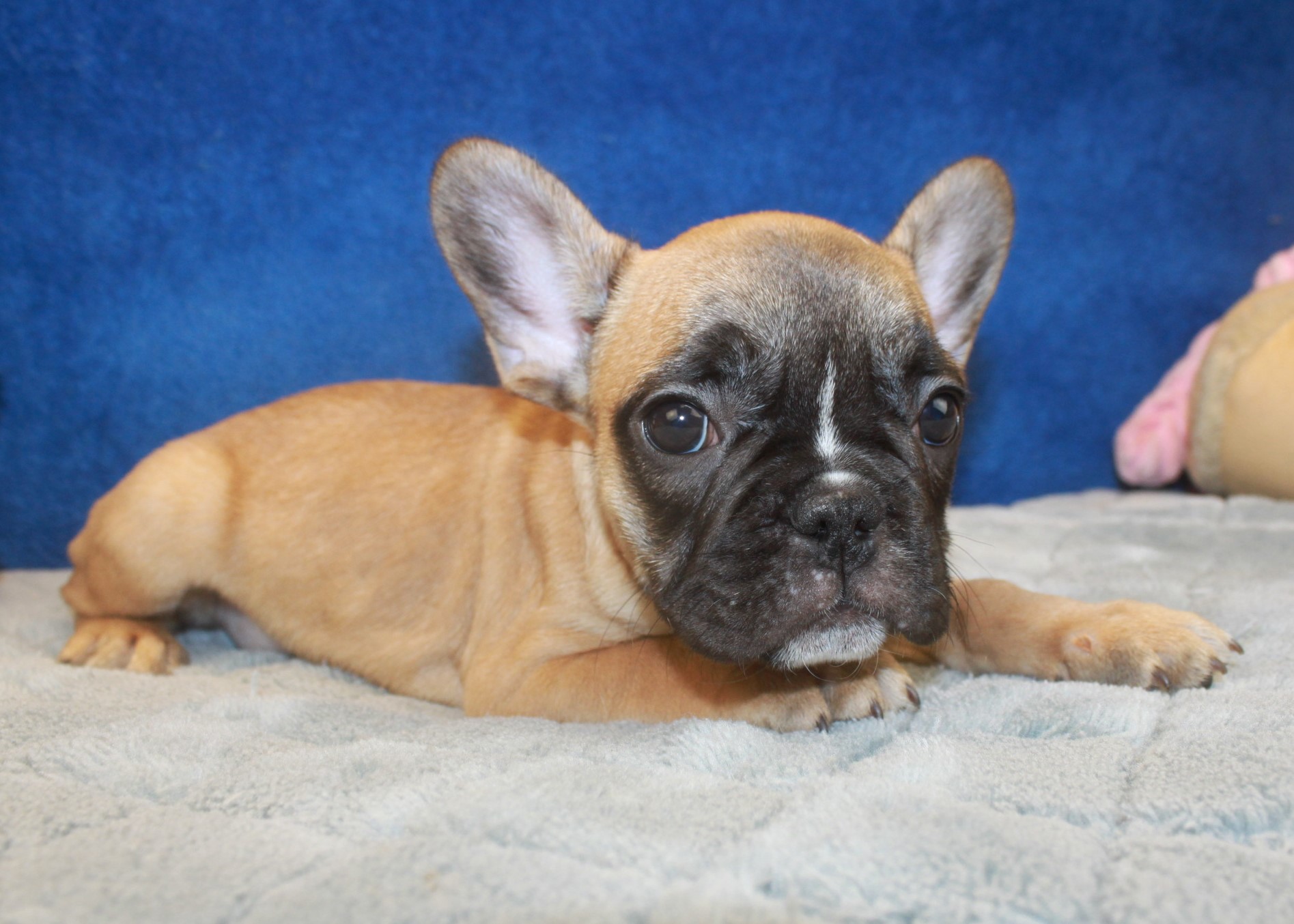 French Bulldog Puppies For Sale Long Island Puppies