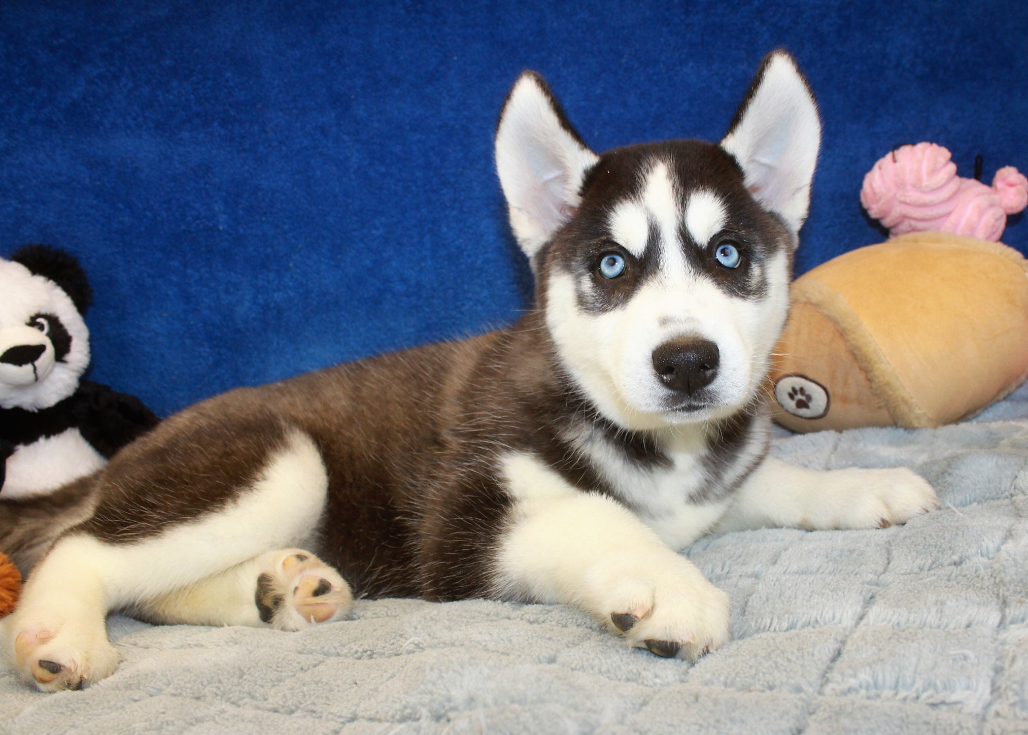 Siberian Husky Puppies For Sale - Long Island Puppies