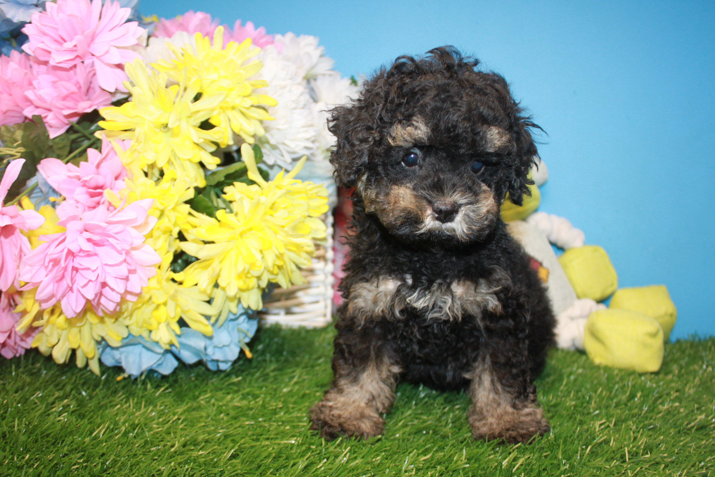 Lynbrook - Available Puppies - Long Island Puppies