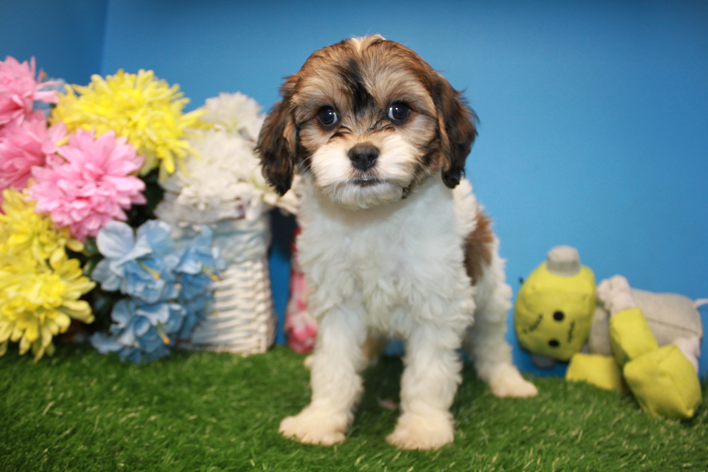 Lynbrook Available Puppies Long Island Puppies