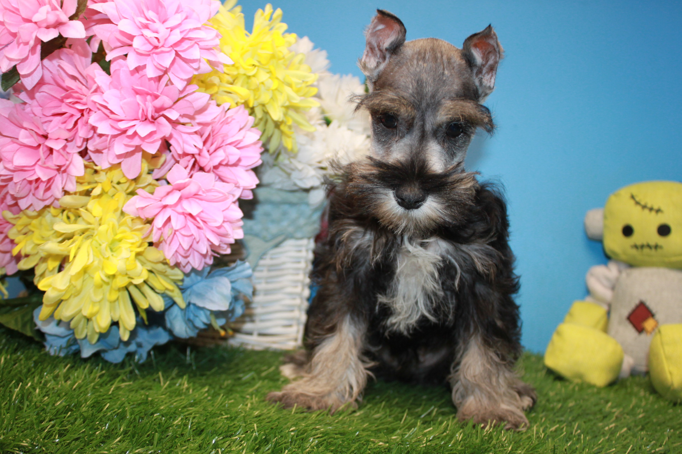 Miniature Schnauzer Puppies For Sale - Long Island Puppies