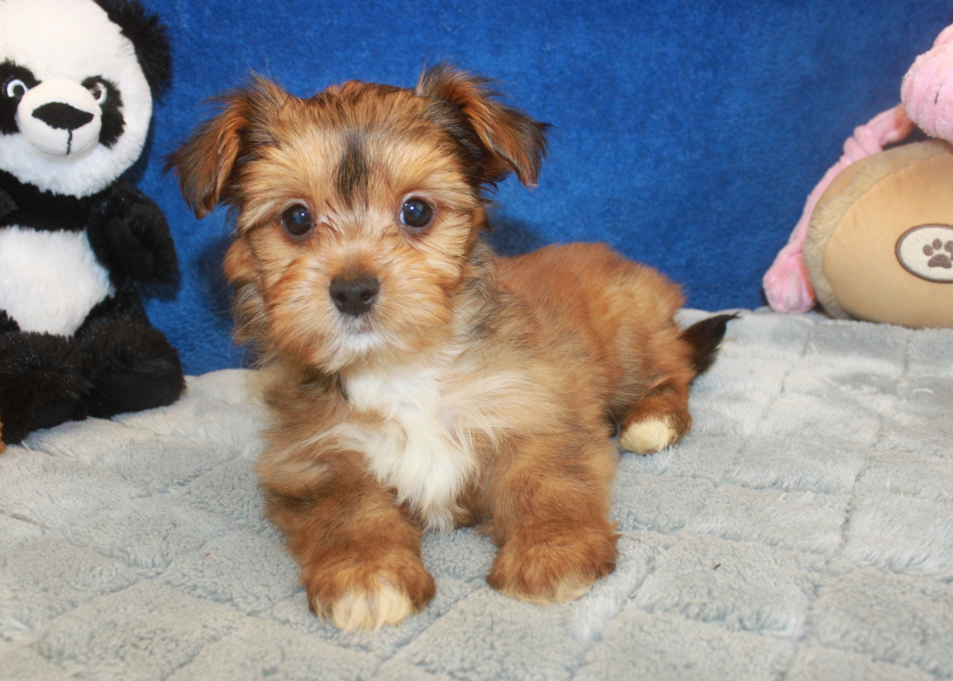 Morkie Puppies For Sale - Long Island Puppies