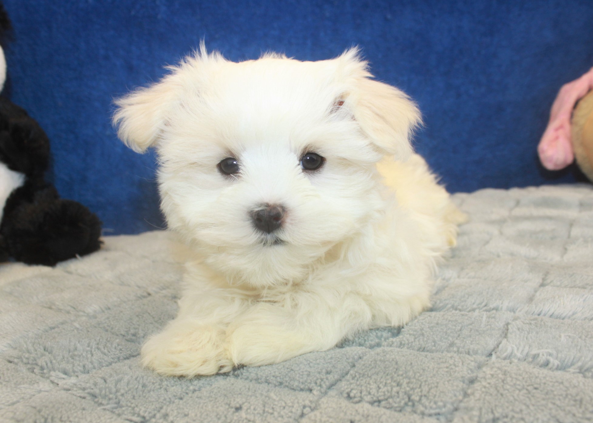 Maltese Puppies For Sale - Long Island Puppies