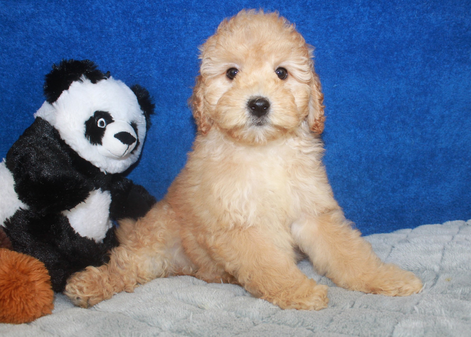 Black goldendoodle names