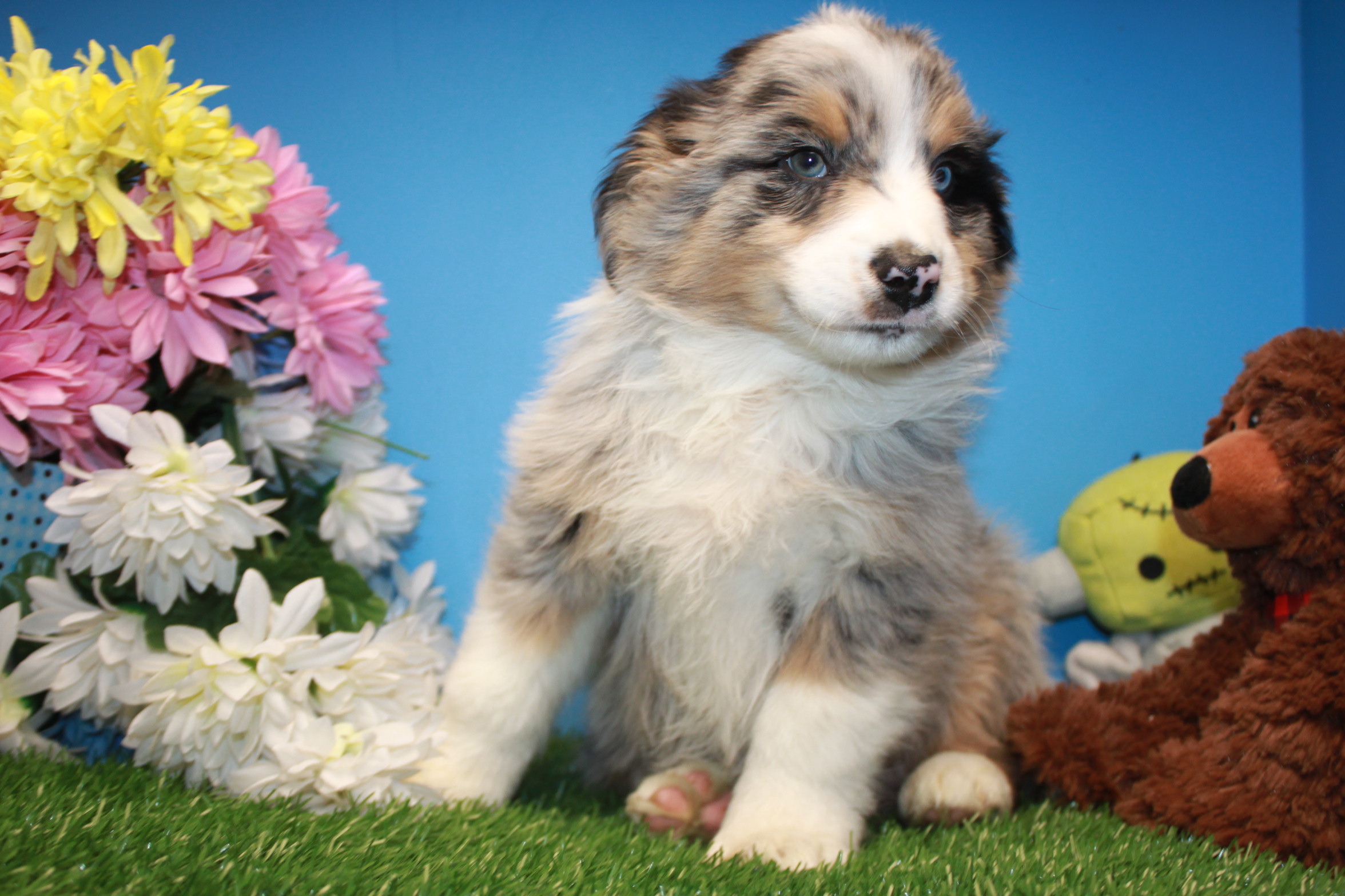 Australian Shepherd Puppies For Sale - Long Island Puppies