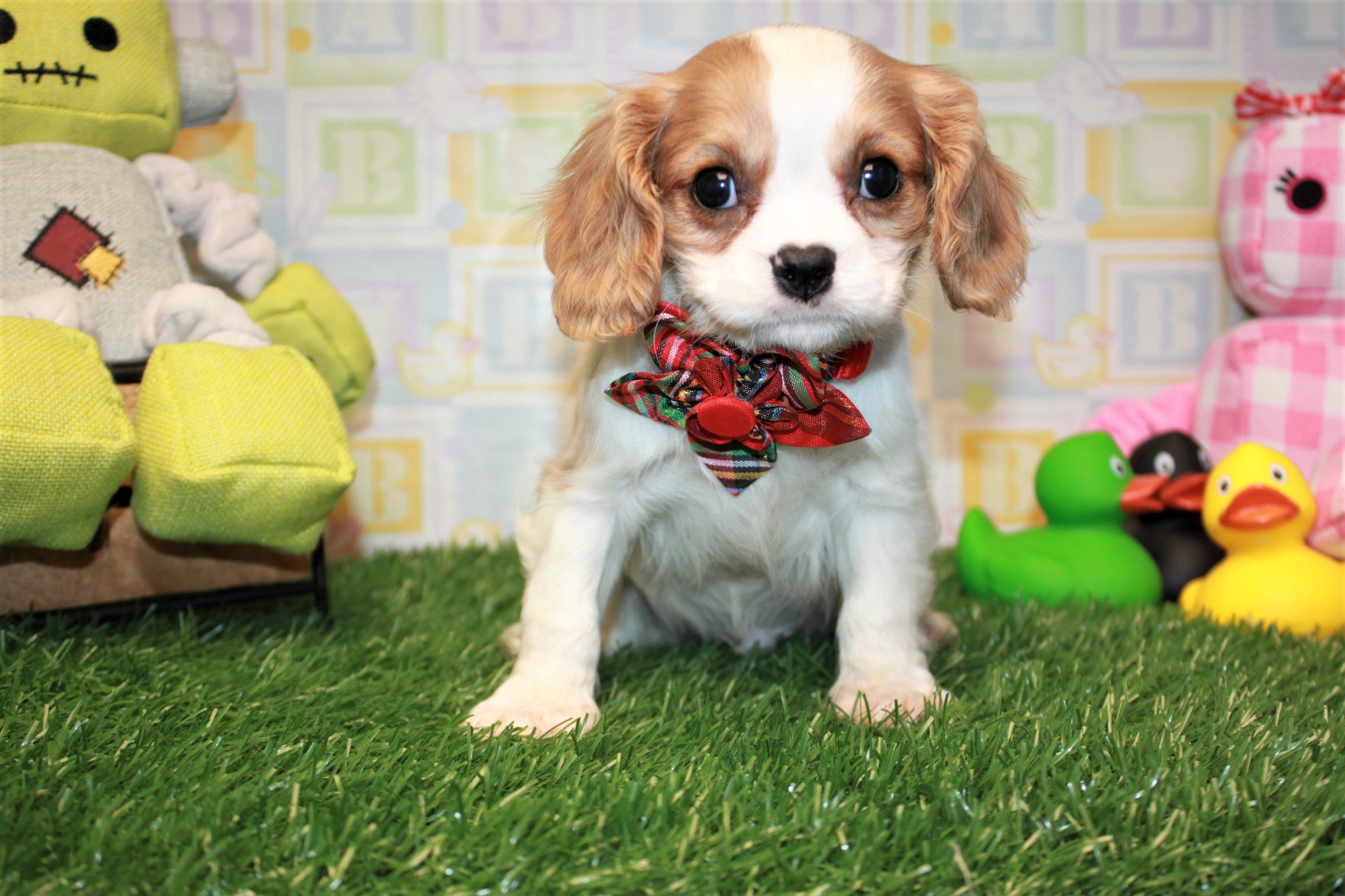 Cavalier King Charles Spaniel Puppies For Sale - Long ...