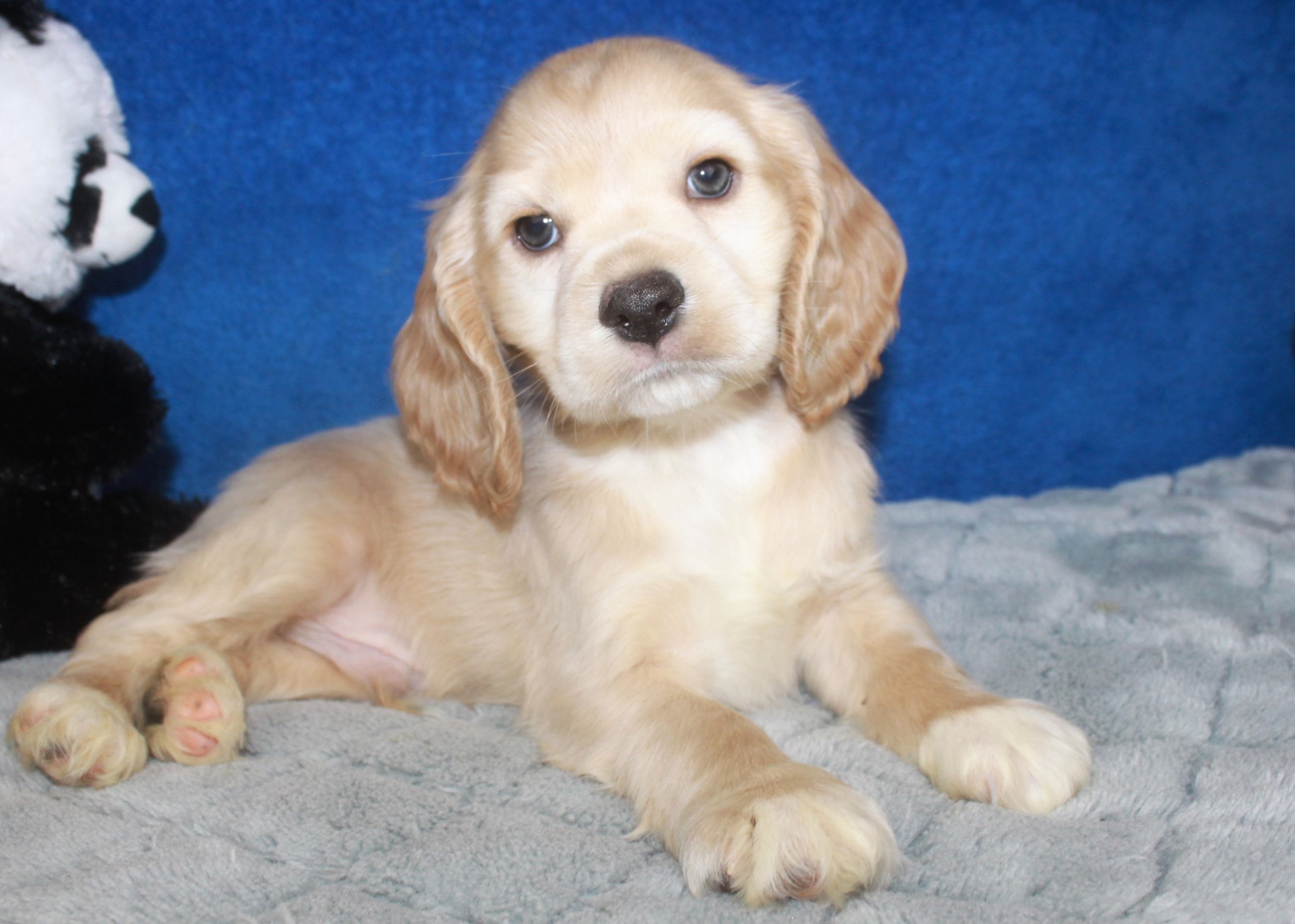 Cocker Spaniel Puppies For Sale - Long Island Puppies