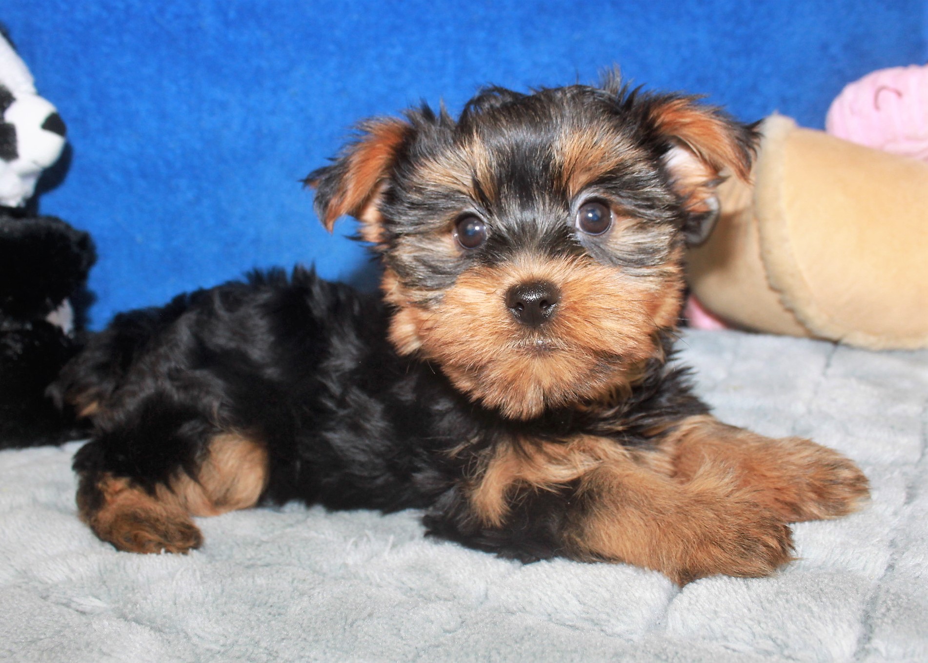 Yorkshire Terrier Puppies For Sale - Long Island Puppies