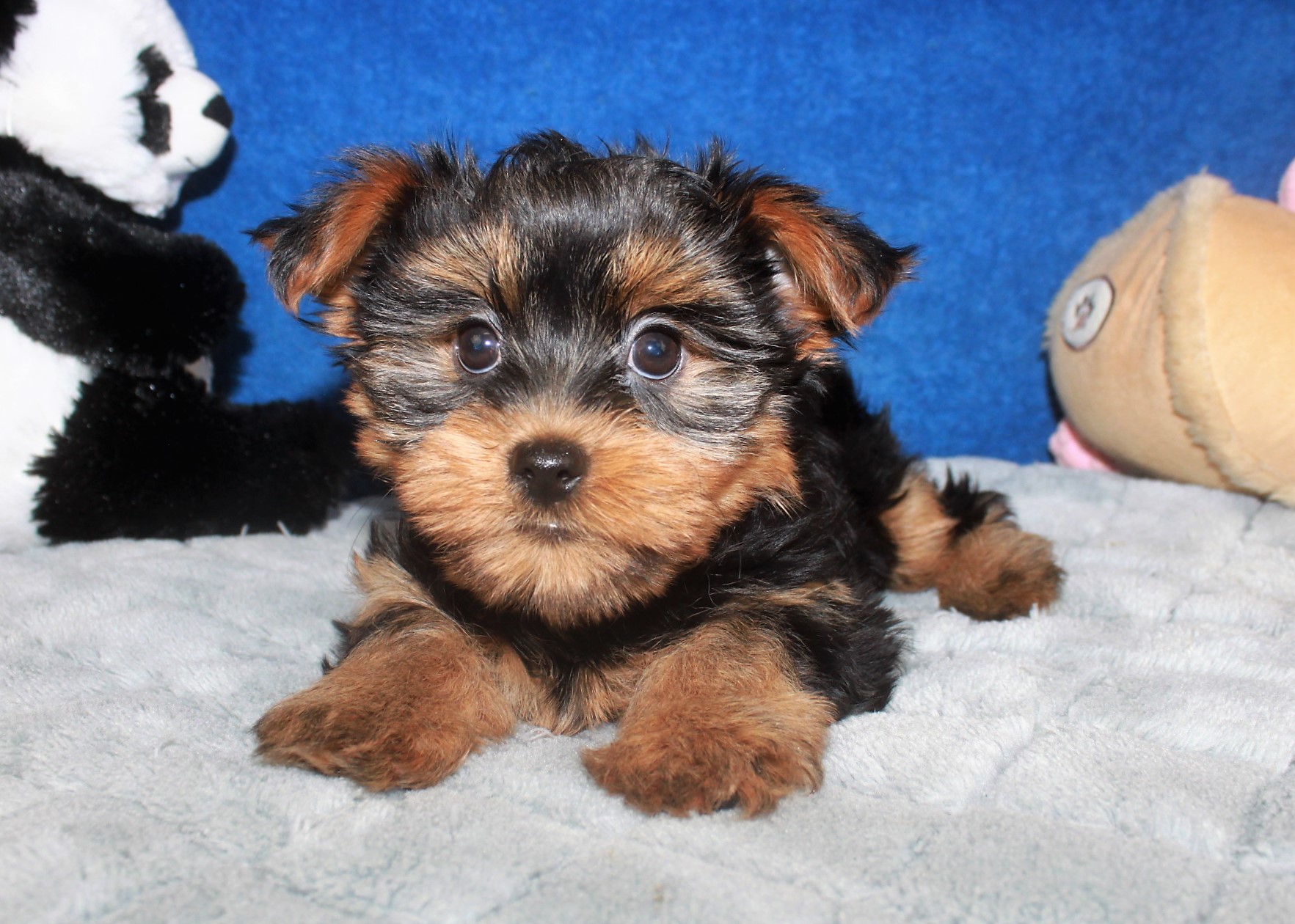 Yorkshire Terrier Puppies For Sale - Long Island Puppies