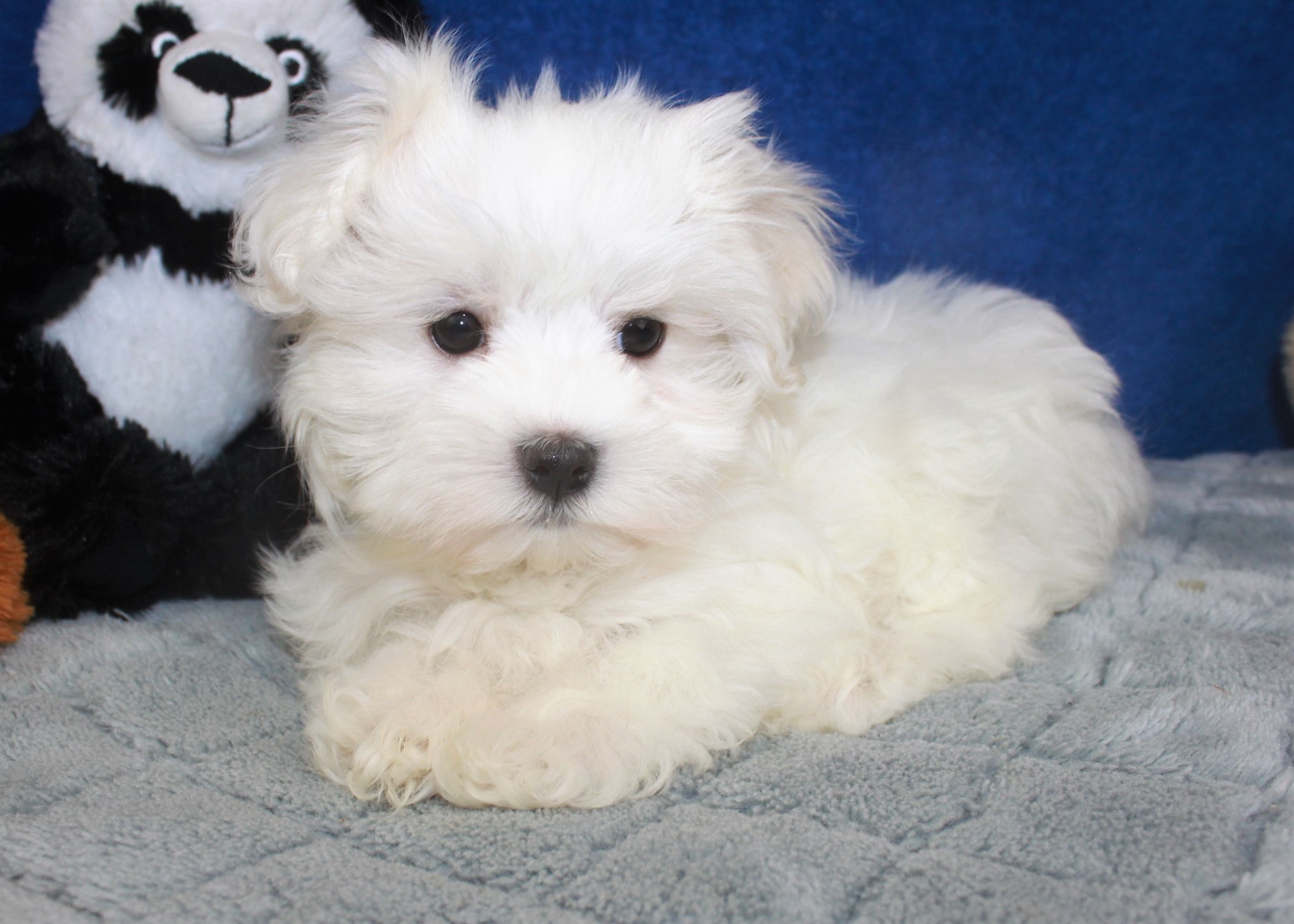 Maltese Puppies For Sale - Long Island Puppies