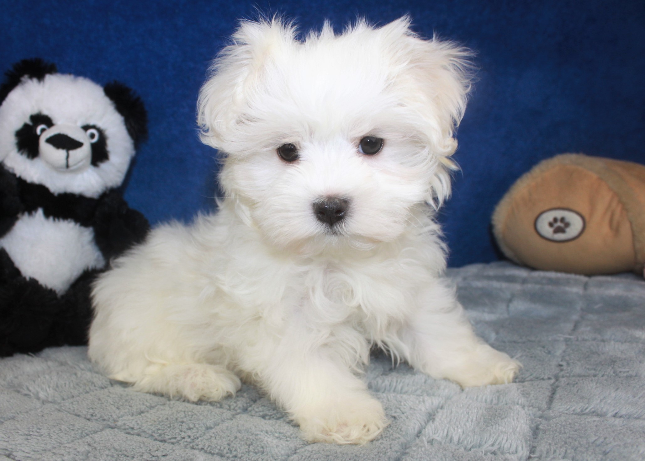 Maltese Puppies For Sale - Long Island Puppies