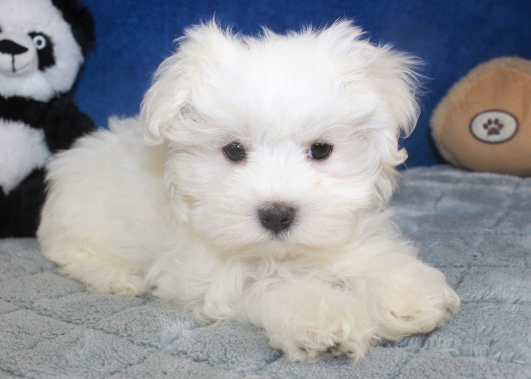 Maltese Puppies For Sale - Long Island Puppies