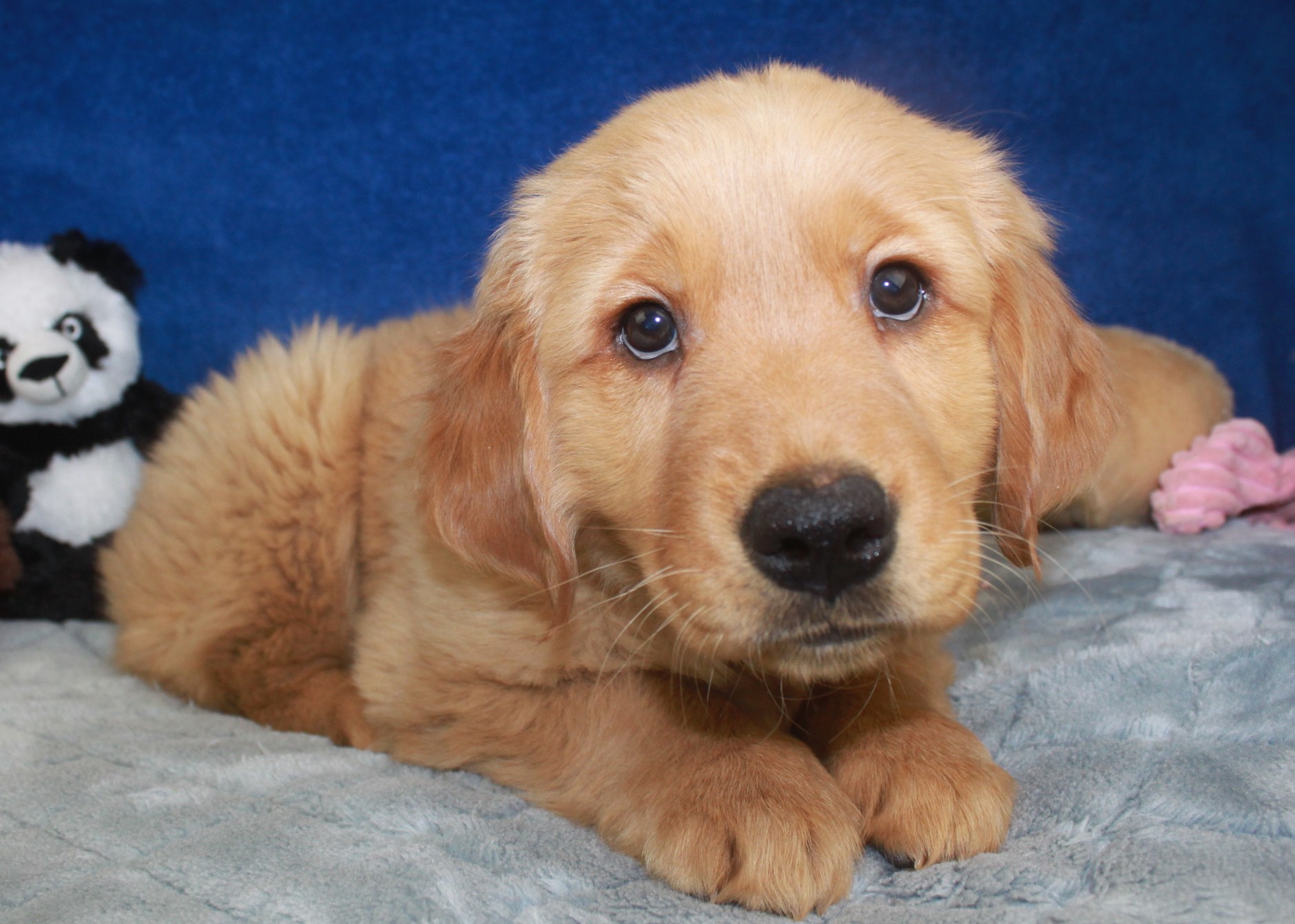 Golden Retriever Puppies For Sale - Long Island Puppies