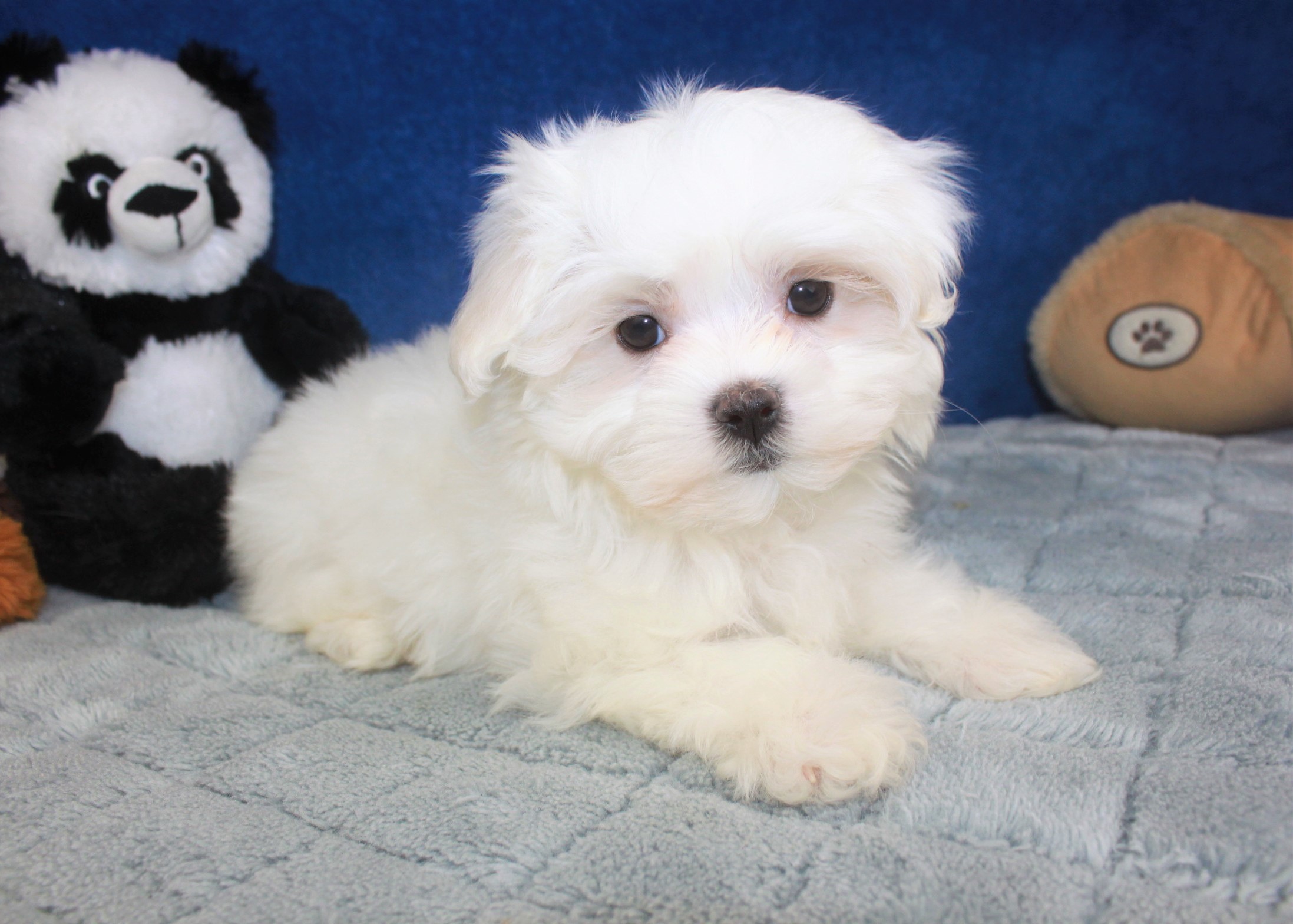 Maltese Puppies For Sale - Long Island Puppies